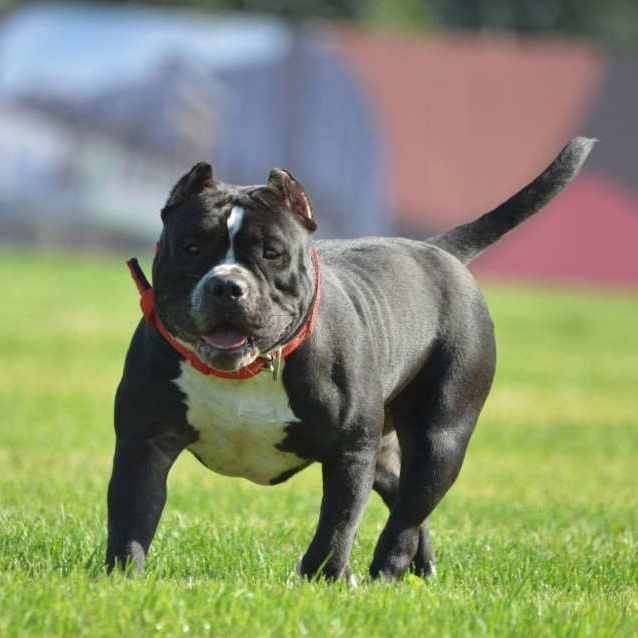 Кола - американский булли покет