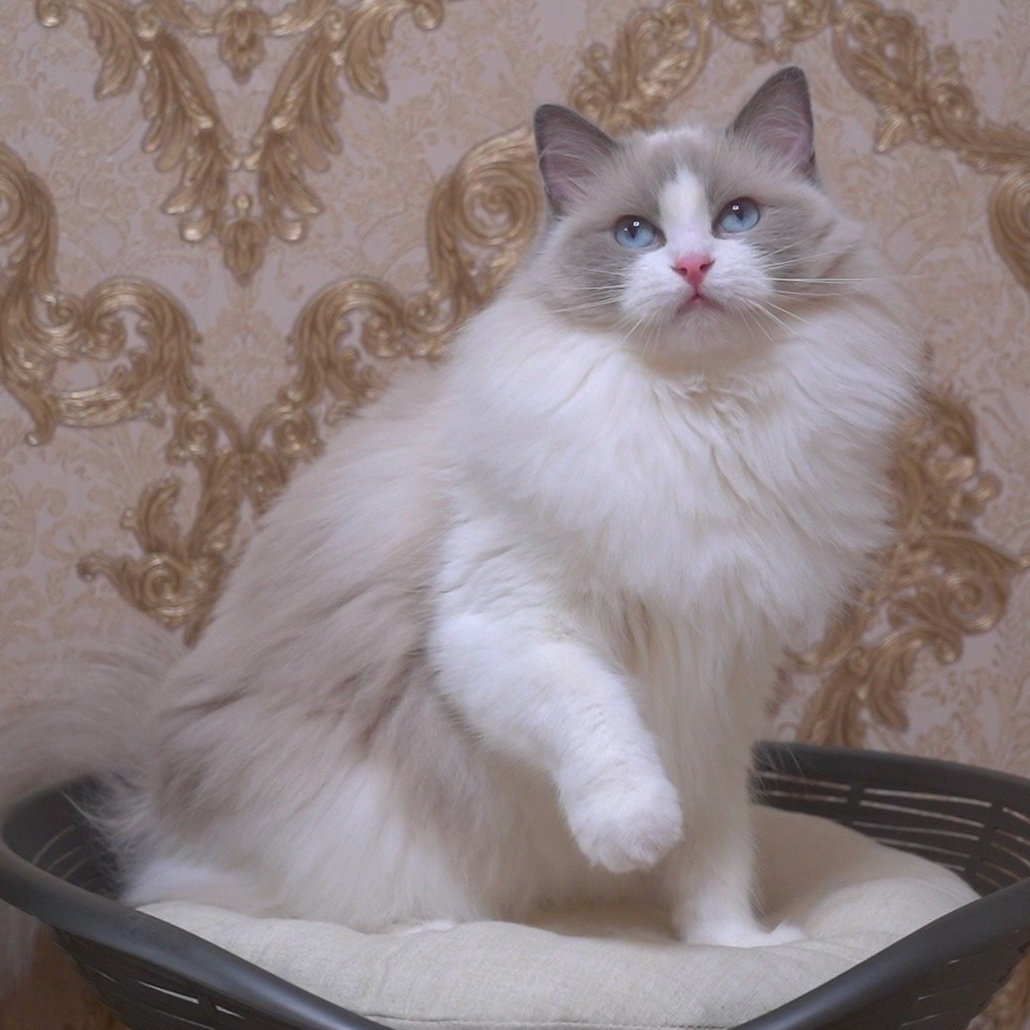 Котята рэгдолл от Loyal Adore. Питомник рэгдолл Loyal Adore