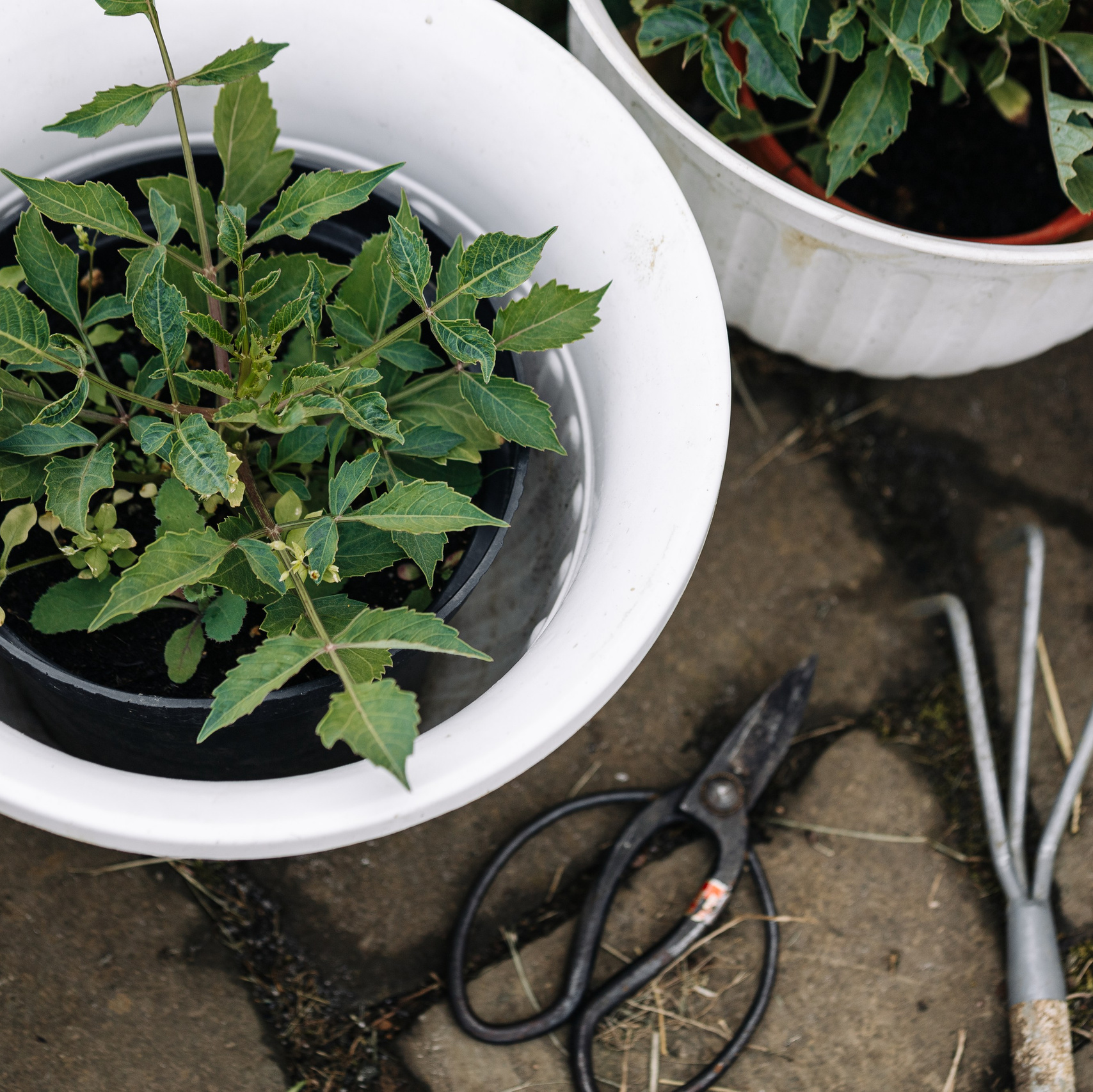 ОЗЕЛЕНЕНИЕ СРЕДЫ. Студия цветов в Санкт-Петербурге Ирины Гуриной