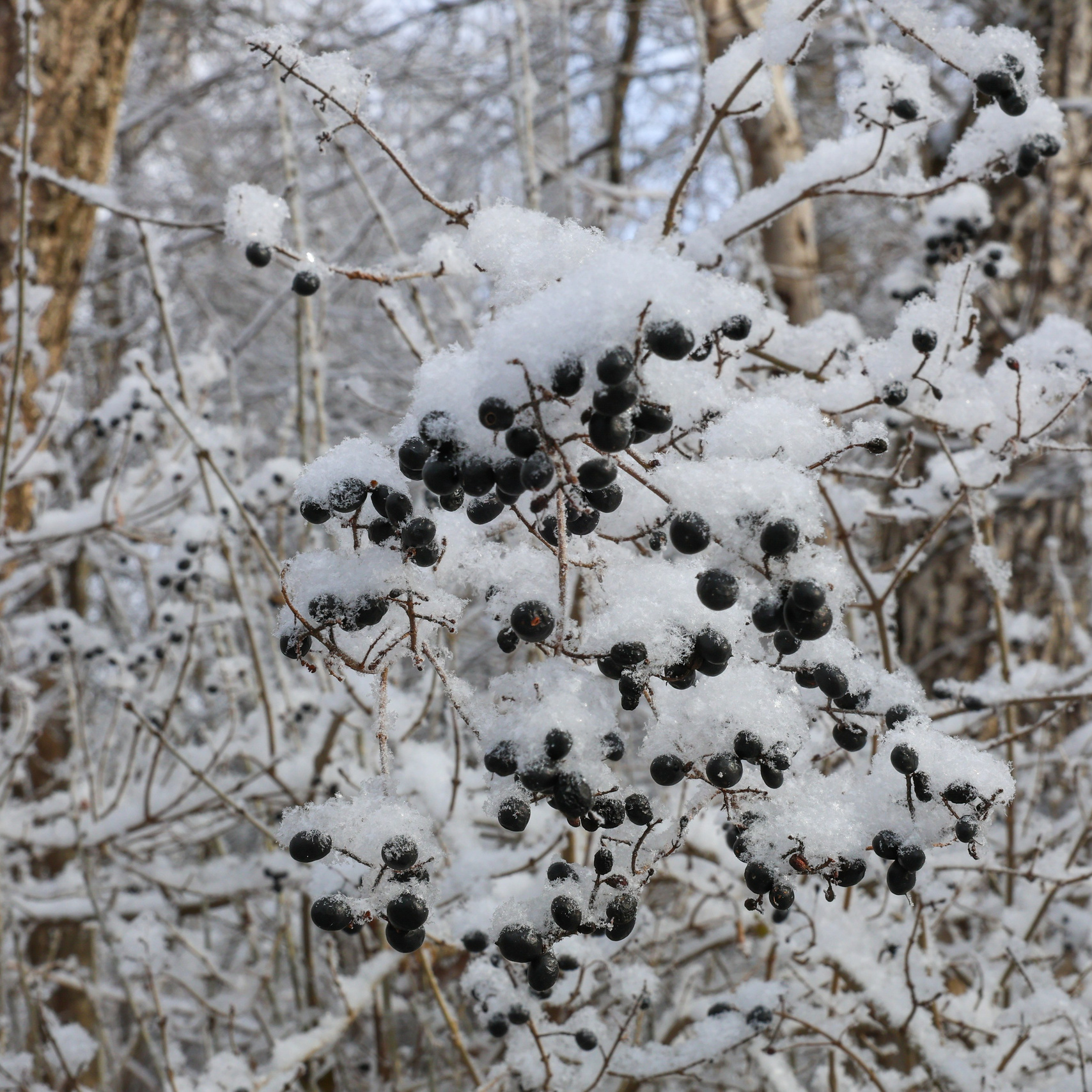 Мария Алексеева. Фотограф в Москве