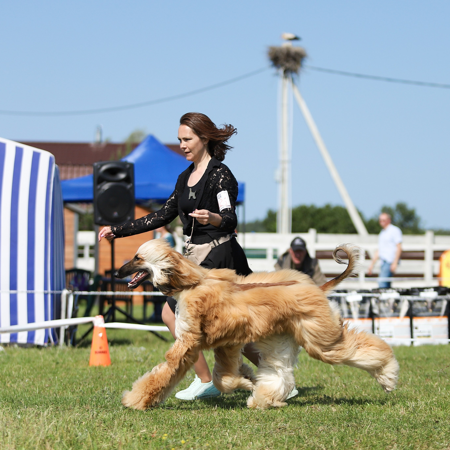 Галерея фотографий афганской борзой