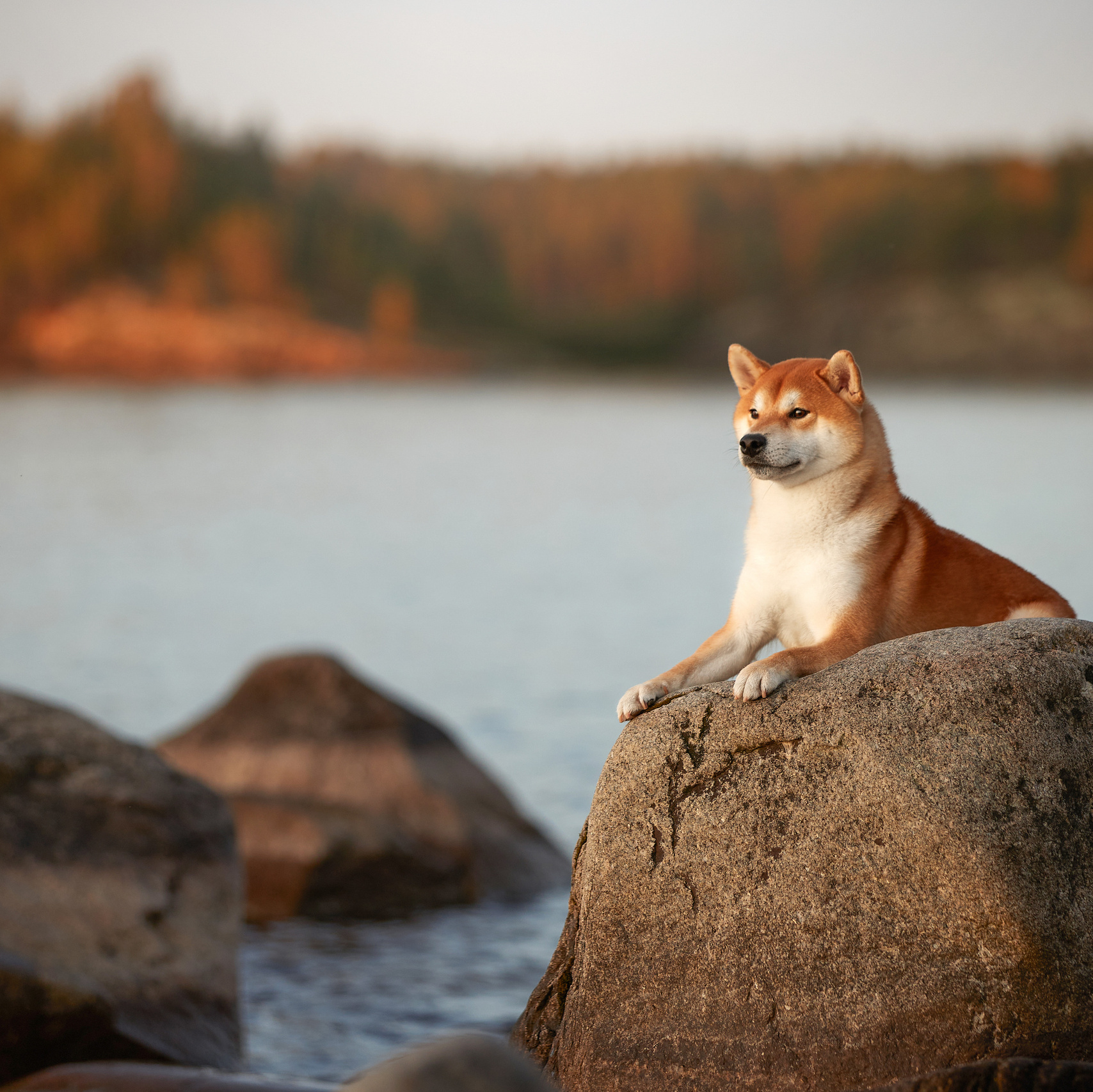 БИОГРАФИЯ. ФОТОГРАФ-АНИМАЛИСТ l LANA POLYAKOVA
