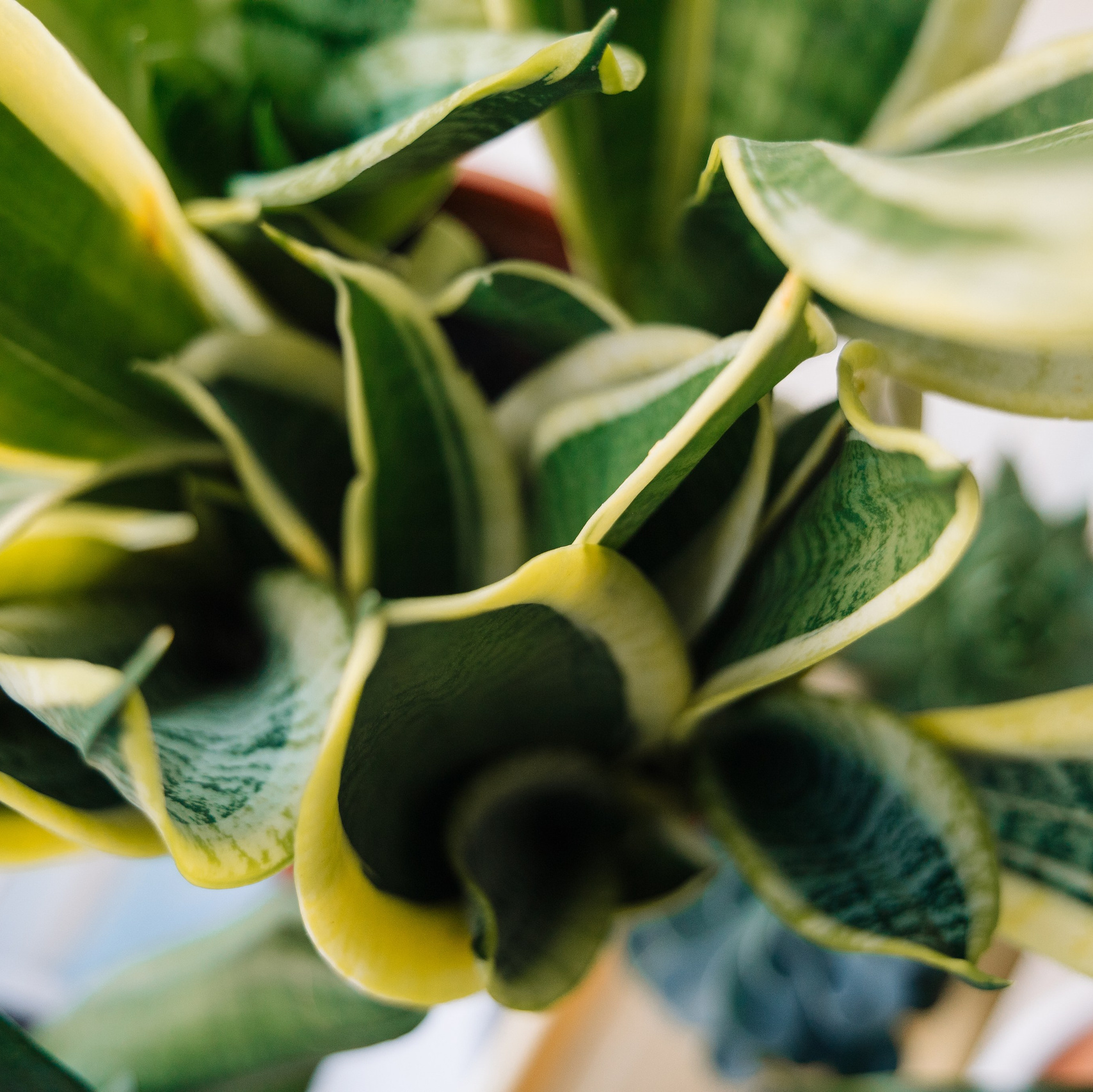 ОЗЕЛЕНЕНИЕ СРЕДЫ. Студия цветов в Санкт-Петербурге Ирины Гуриной