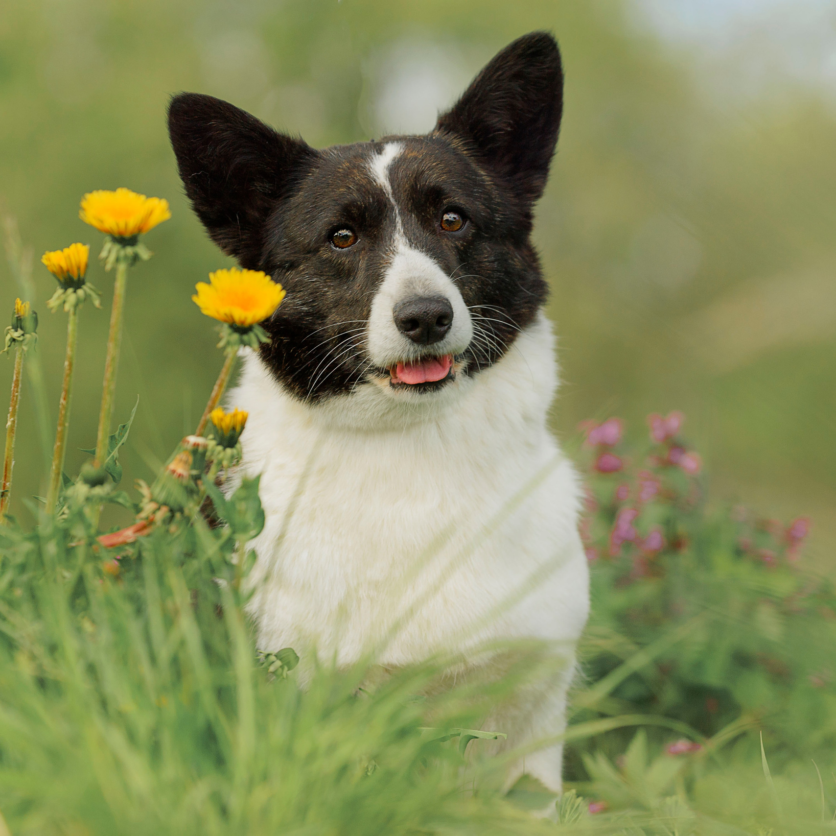 Вельш корги кардиган питомника Ice Fantasy Брянск. Купить щенка Вельш-корги-кардиган в семейном питомнике — Ice Fantasy