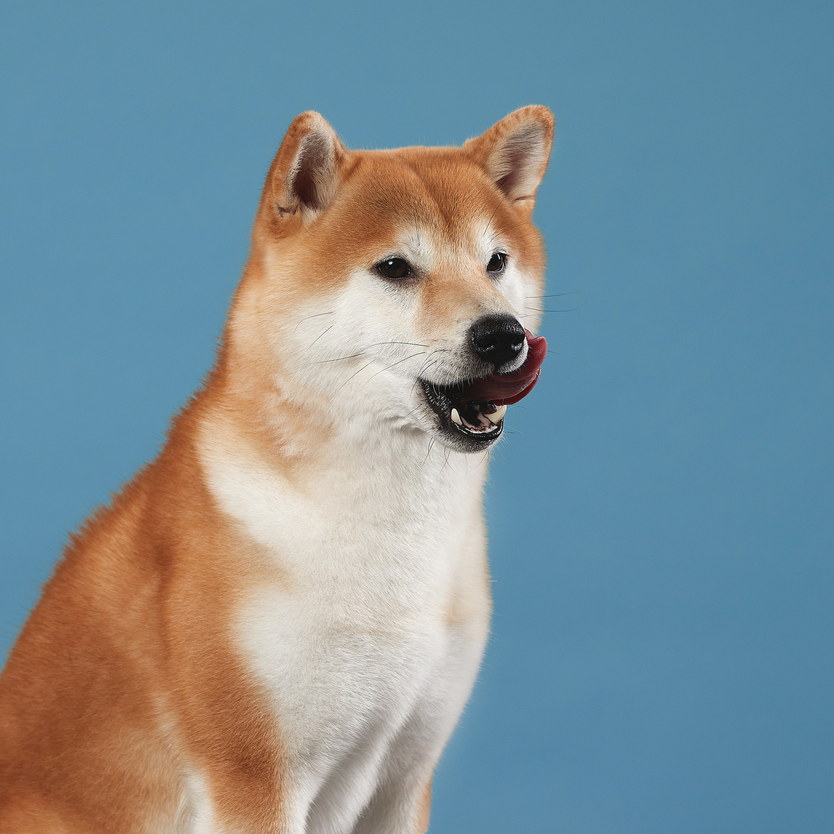 Что взять с собой на фотосессию? Мои рекомендации. ФОТОГРАФ-АНИМАЛИСТ l LANA POLYAKOVA