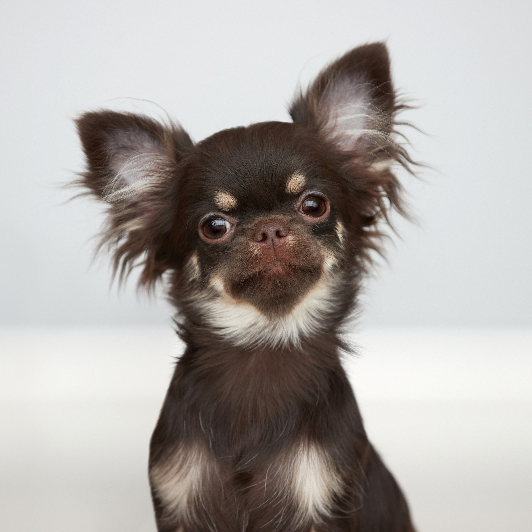 Что взять с собой на фотосессию? Мои рекомендации. ФОТОГРАФ-АНИМАЛИСТ l LANA POLYAKOVA