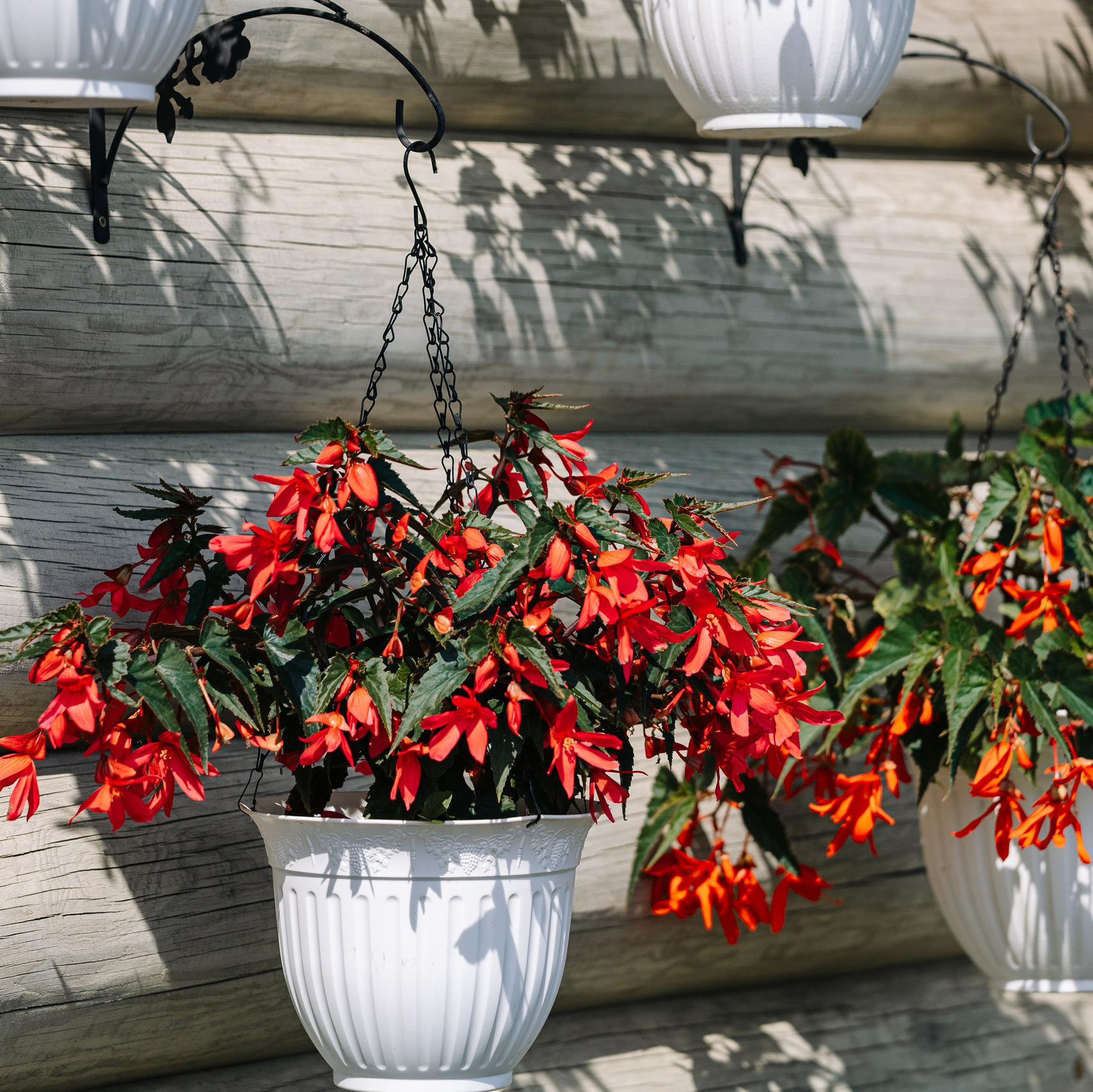 ОЗЕЛЕНЕНИЕ СРЕДЫ. Студия цветов в Санкт-Петербурге Ирины Гуриной