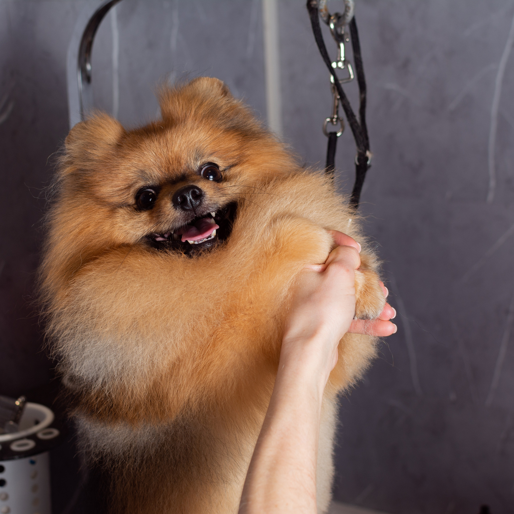 Услуги. Свадебный, семейный и портретный фотограф в Москве Алексей Сафаров