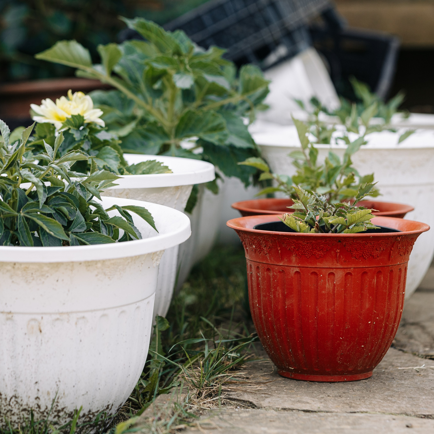 ОЗЕЛЕНЕНИЕ СРЕДЫ. Студия цветов в Санкт-Петербурге Ирины Гуриной