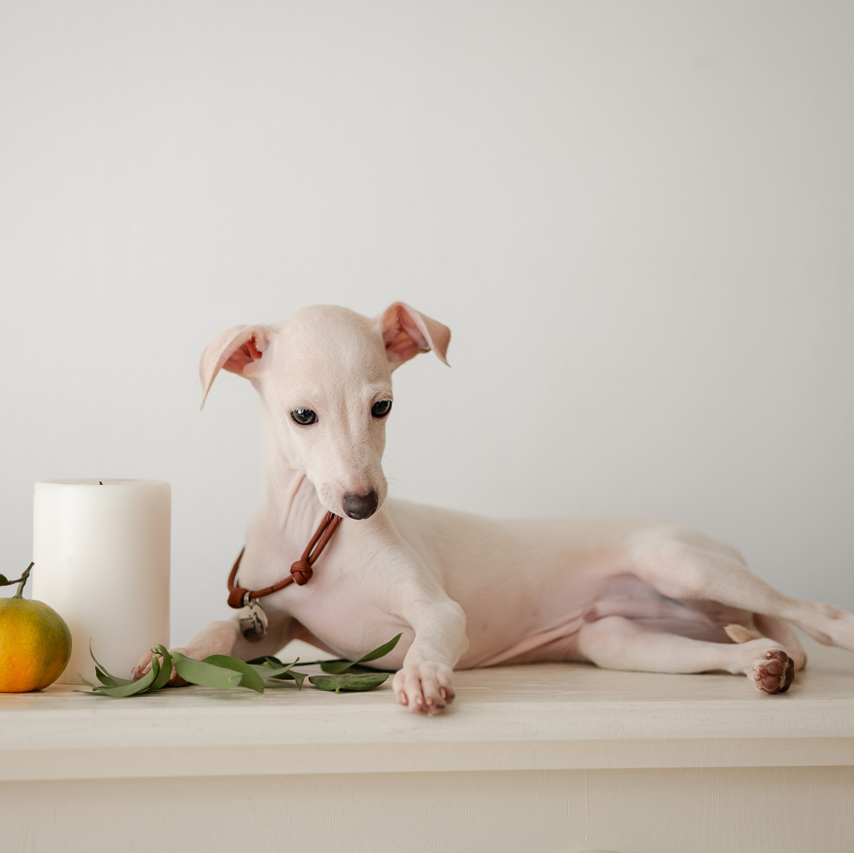 Welcome. Профессиональный питомник левреток РКФ/FCI ASTI SAPPHIRE 💎 Сочи|Санкт-Петербург