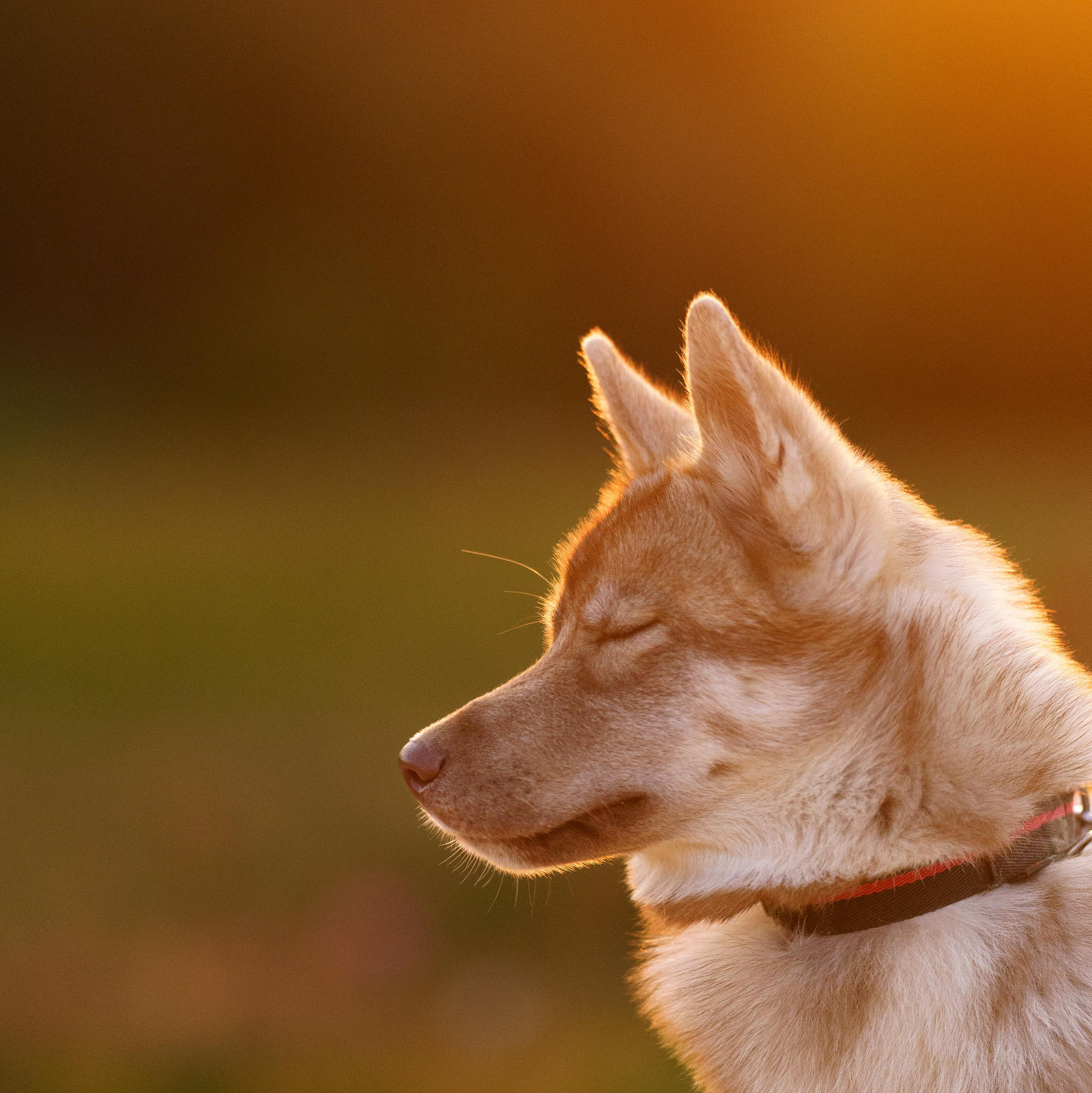 Услуги. Фотограф-анималист в Санкт-Петербурге