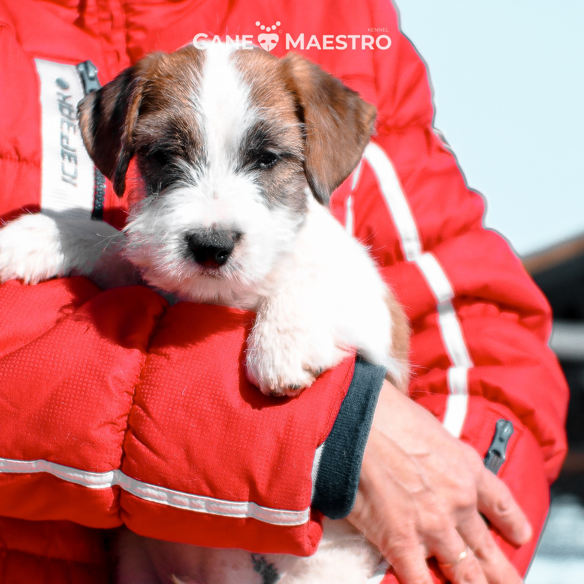 LITTER «Ю» 05/01/2026. CANE MAESTRO — kennel Jack Russell Terrier