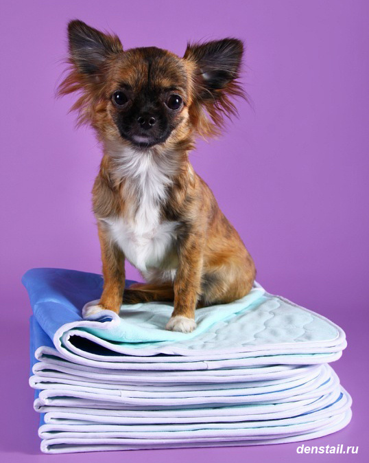 ПЕЛЕНКИ МНОГОРАЗОВЫЕ ДЛЯ СОБАК Дэнстайл. Питомник Йоркширских терьеров Дэнстайл в Санкт-Петербурге заводчик Тих