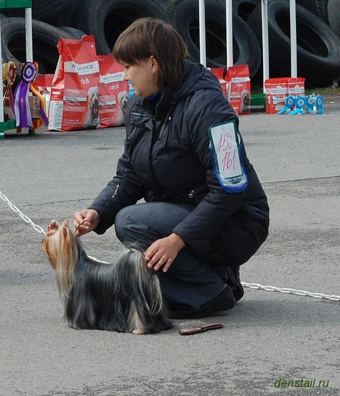Дэнстайл Империя. Питомник Йоркширских терьеров Дэнстайл в Санкт-Петербурге заводчик Тих