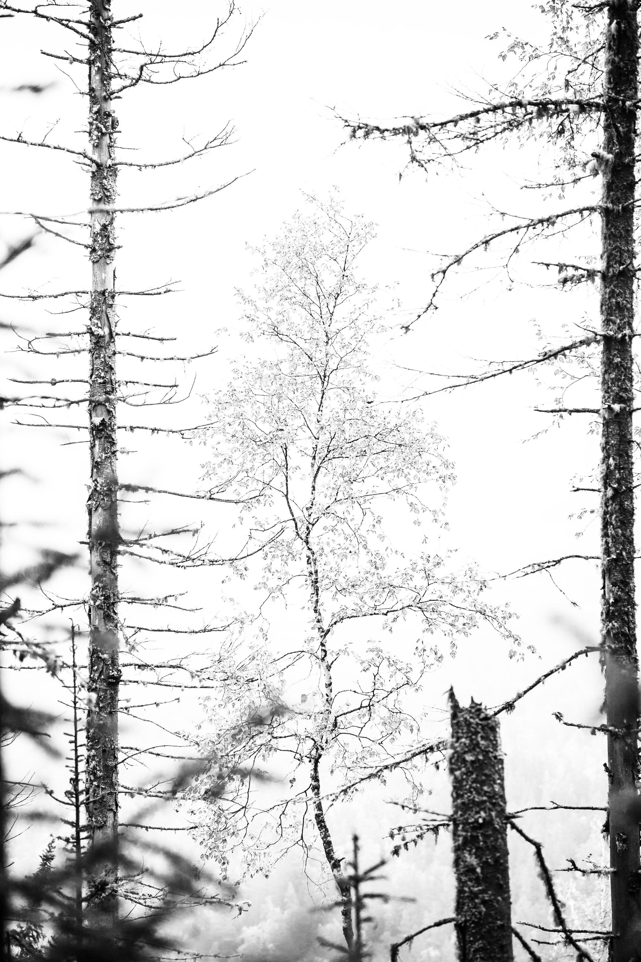 Работы, сделанные в Арт-резиденции «Красноярские столбы». Арт-фотография, терапевтическая фотография в Москве. Фотограф Анна Ермолова