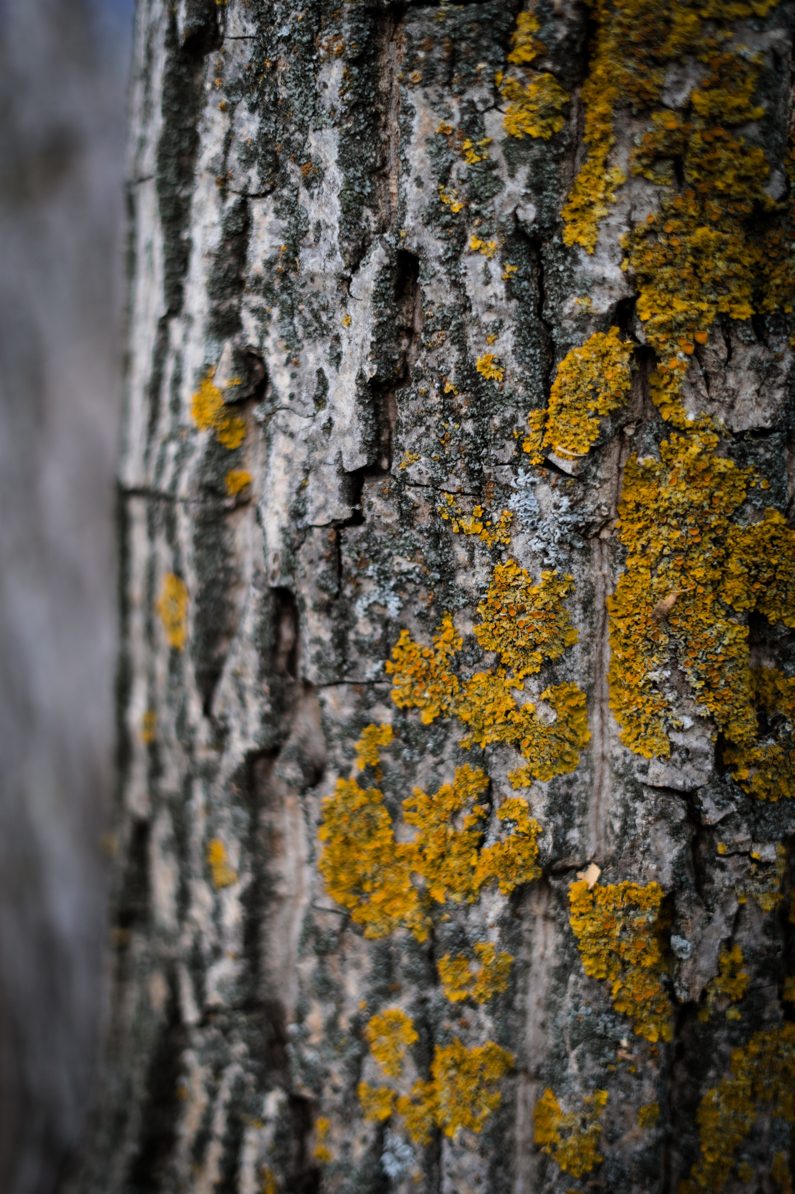 365 Фоточеллендж | 365 Photochallenge. Семейный и детский фотограф Гончарова Елена | Волжский, Волгоград