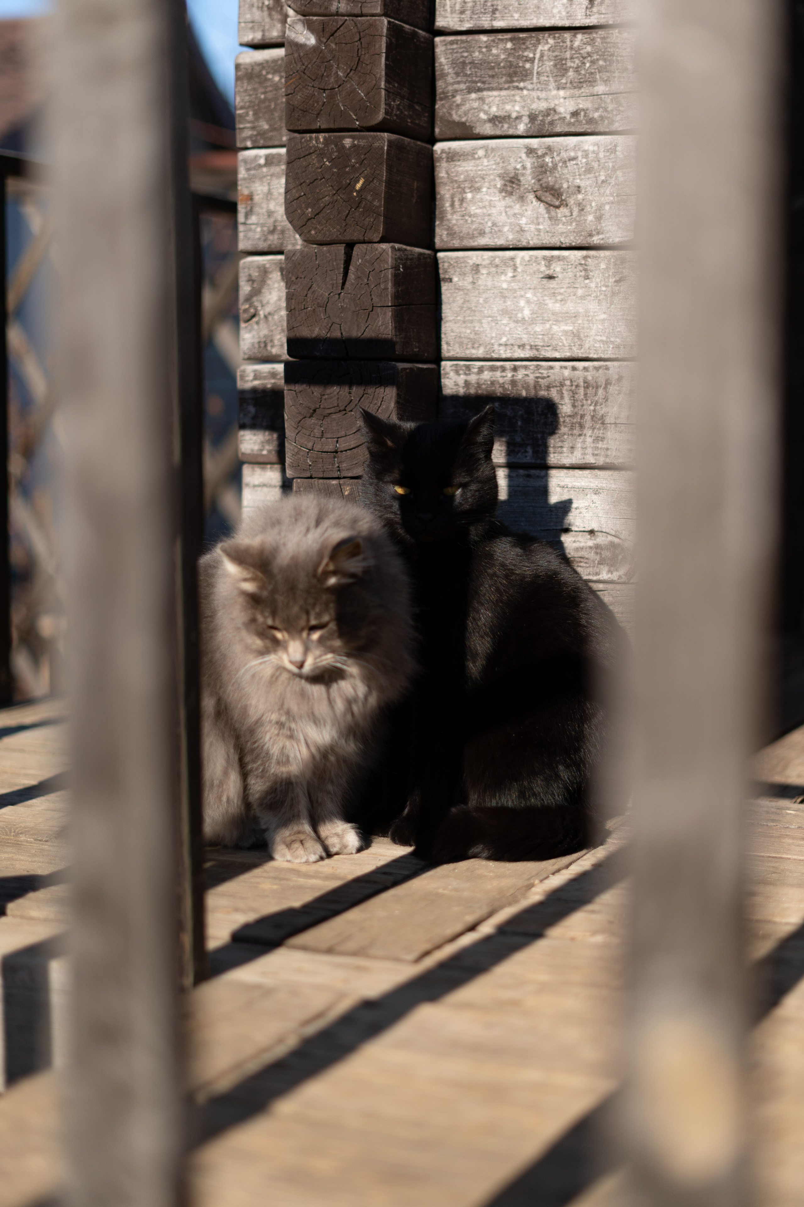 365 Фоточеллендж | 365 Photochallenge. Семейный и детский фотограф Гончарова Елена | Волжский, Волгоград