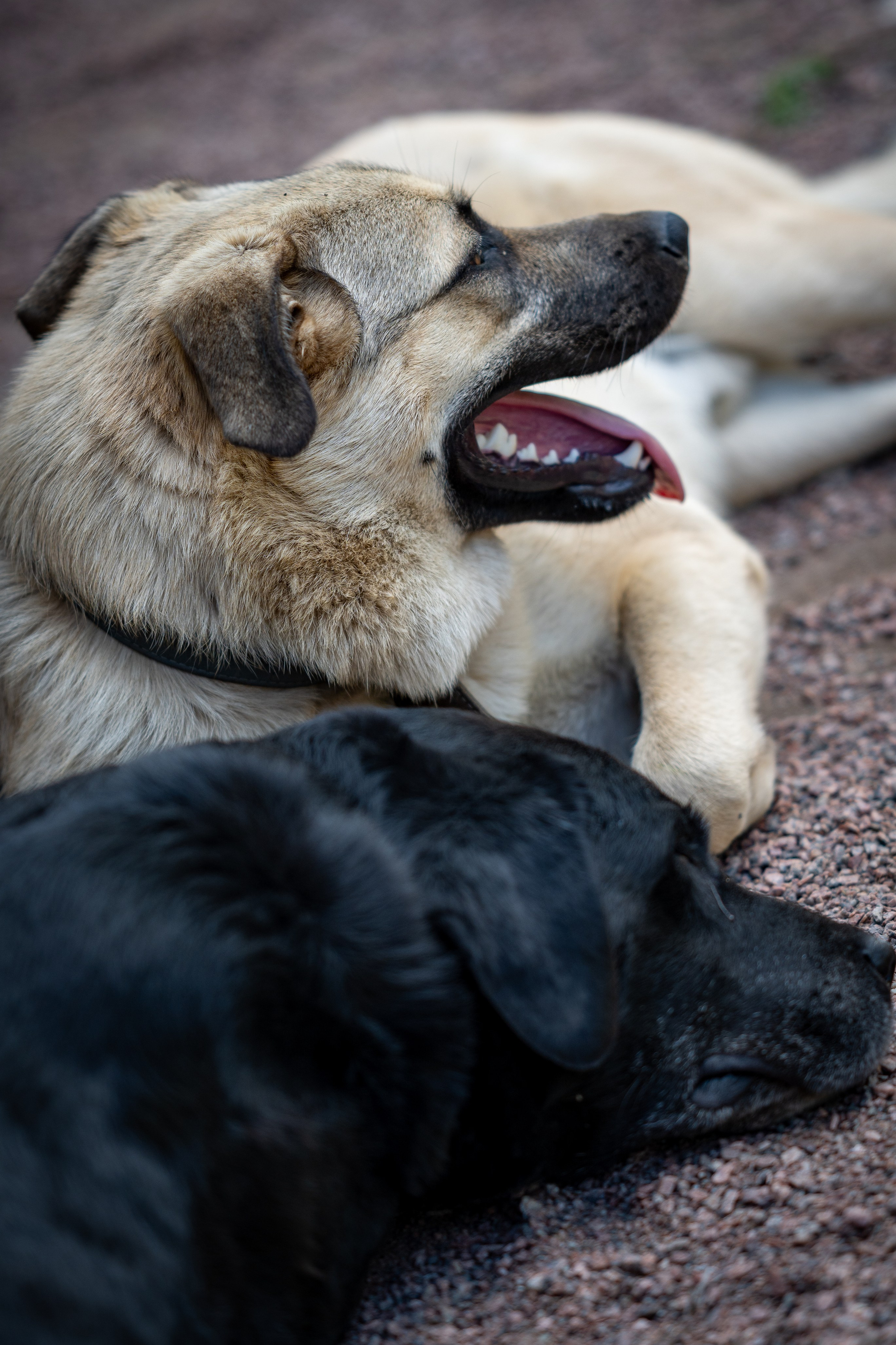 Симаргл и Идель. Фотограф анималист в Санкт-Петербурге Таша Крейв