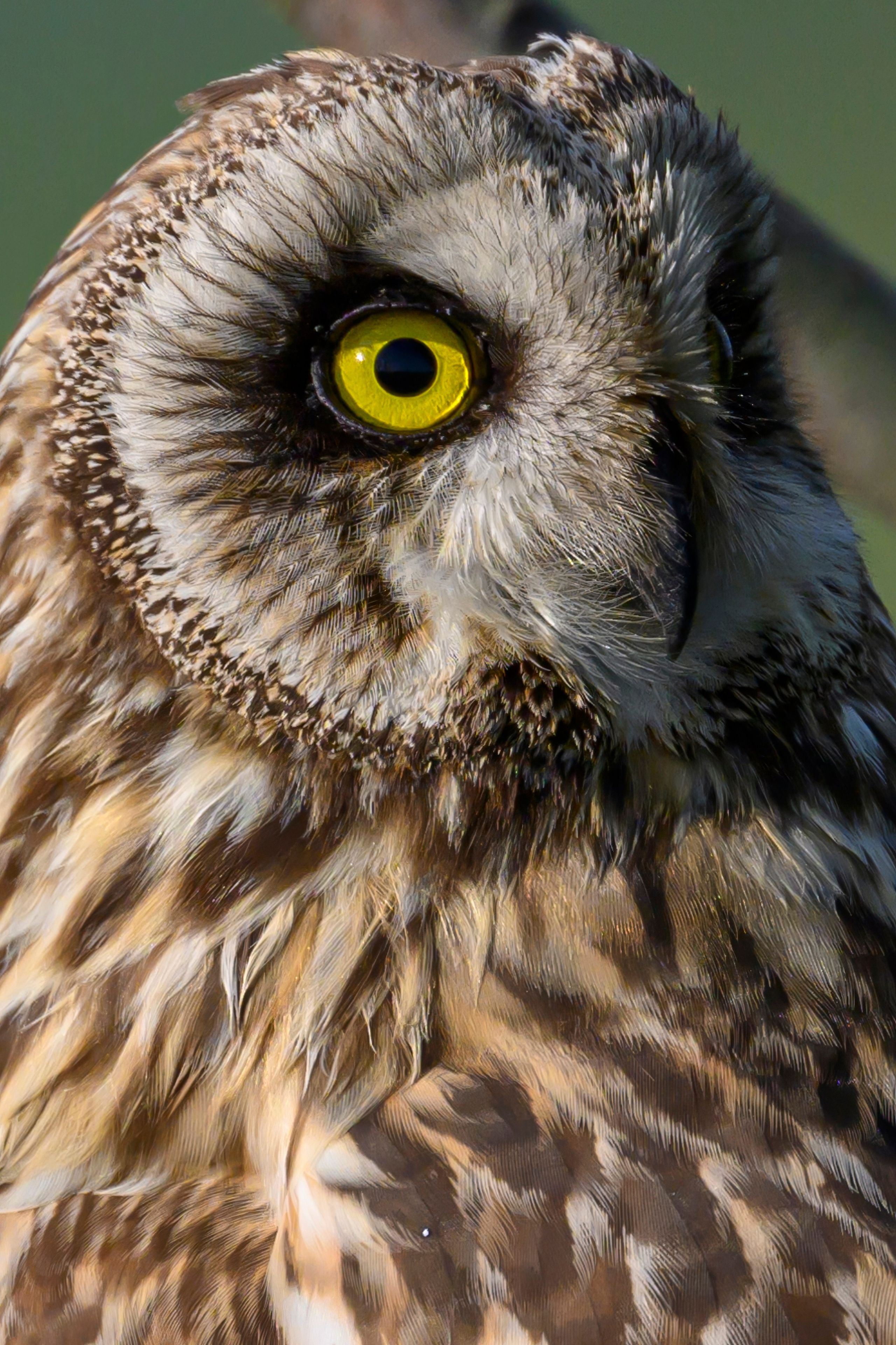 Совы на рассвете. Wildlife photography by Sergey Puponin