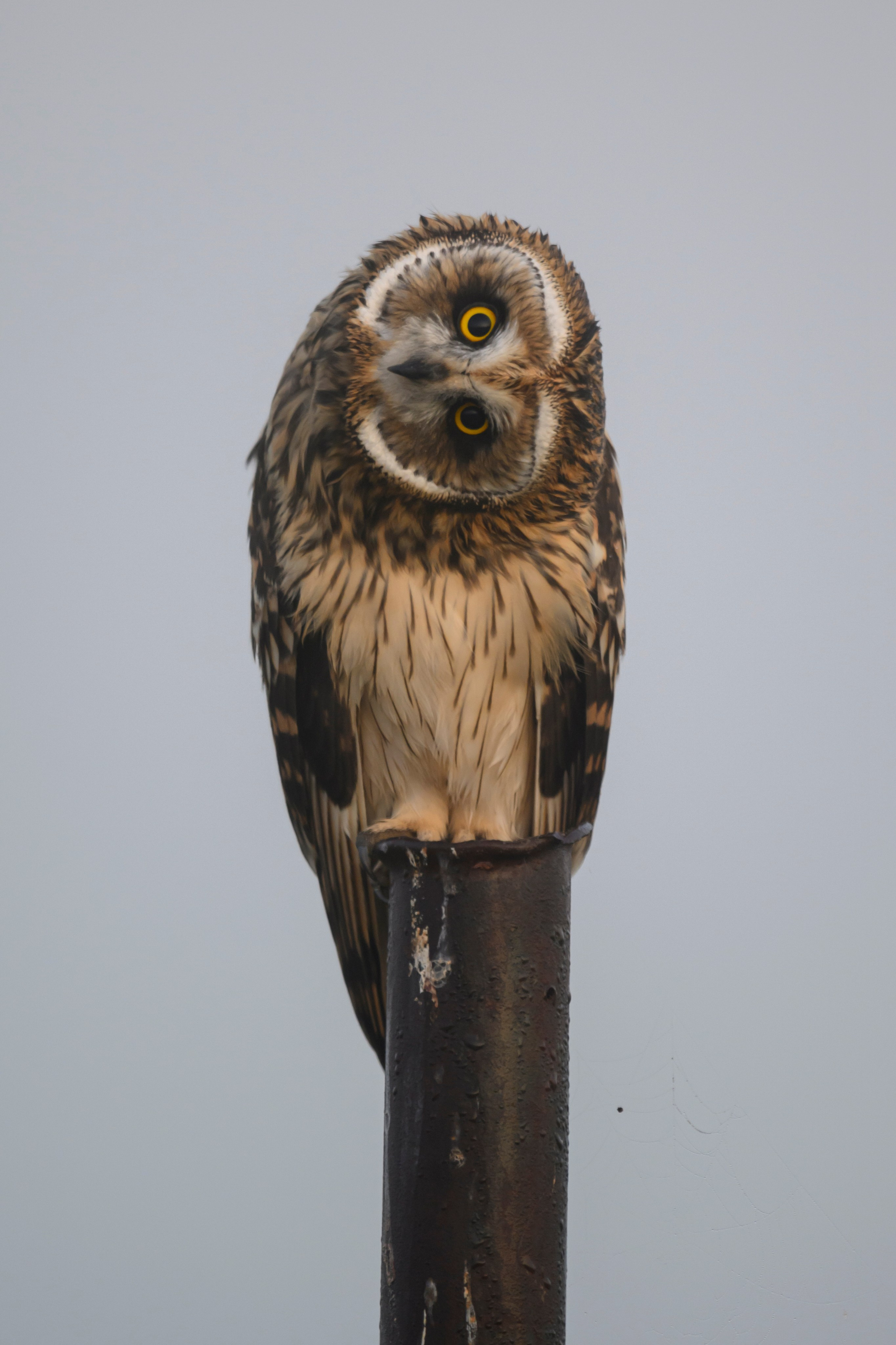 Первая охота совят. The first hunt of owlets. Wildlife photography by Sergey Puponin