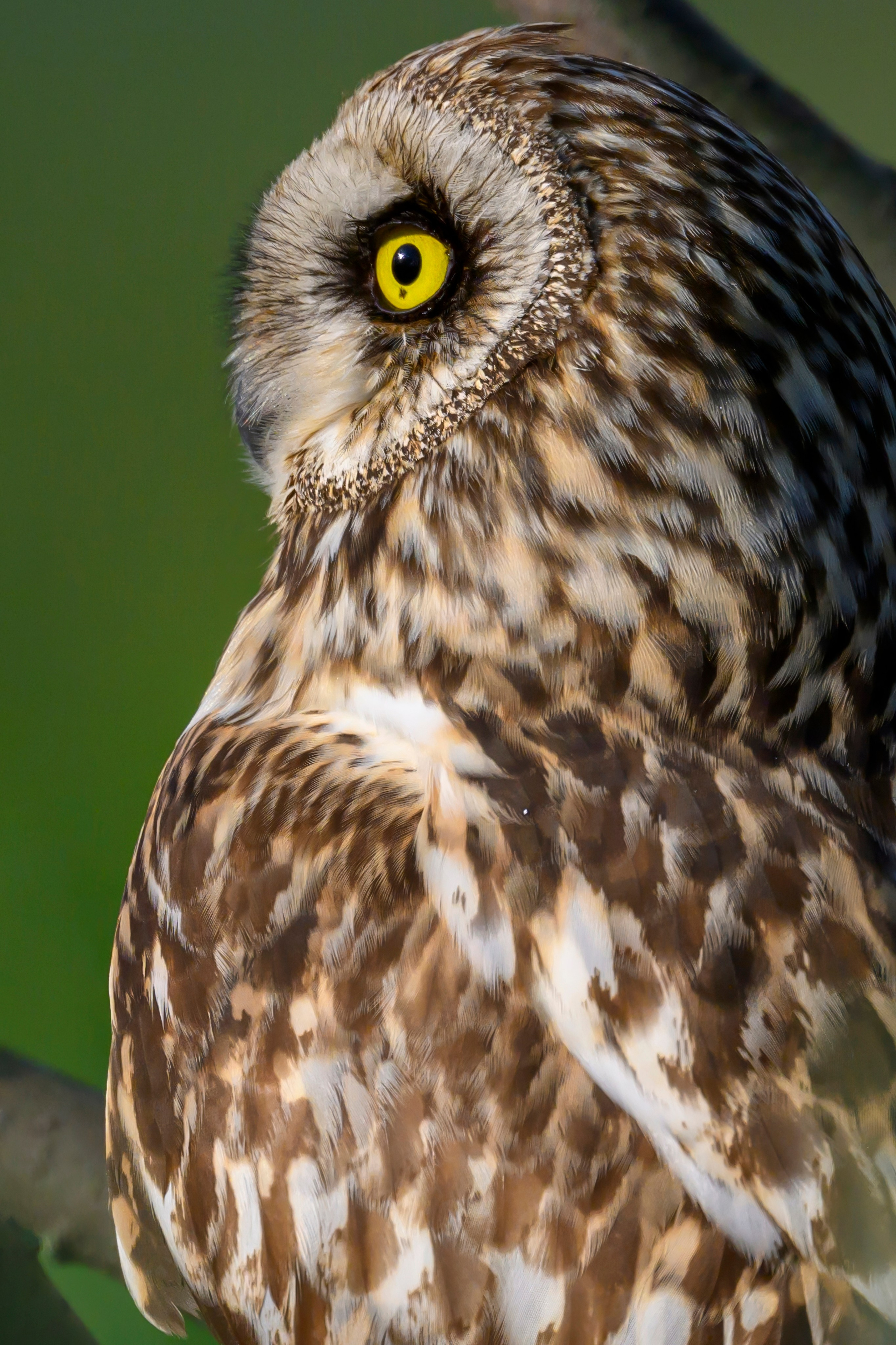 Совы на рассвете. Wildlife photography by Sergey Puponin