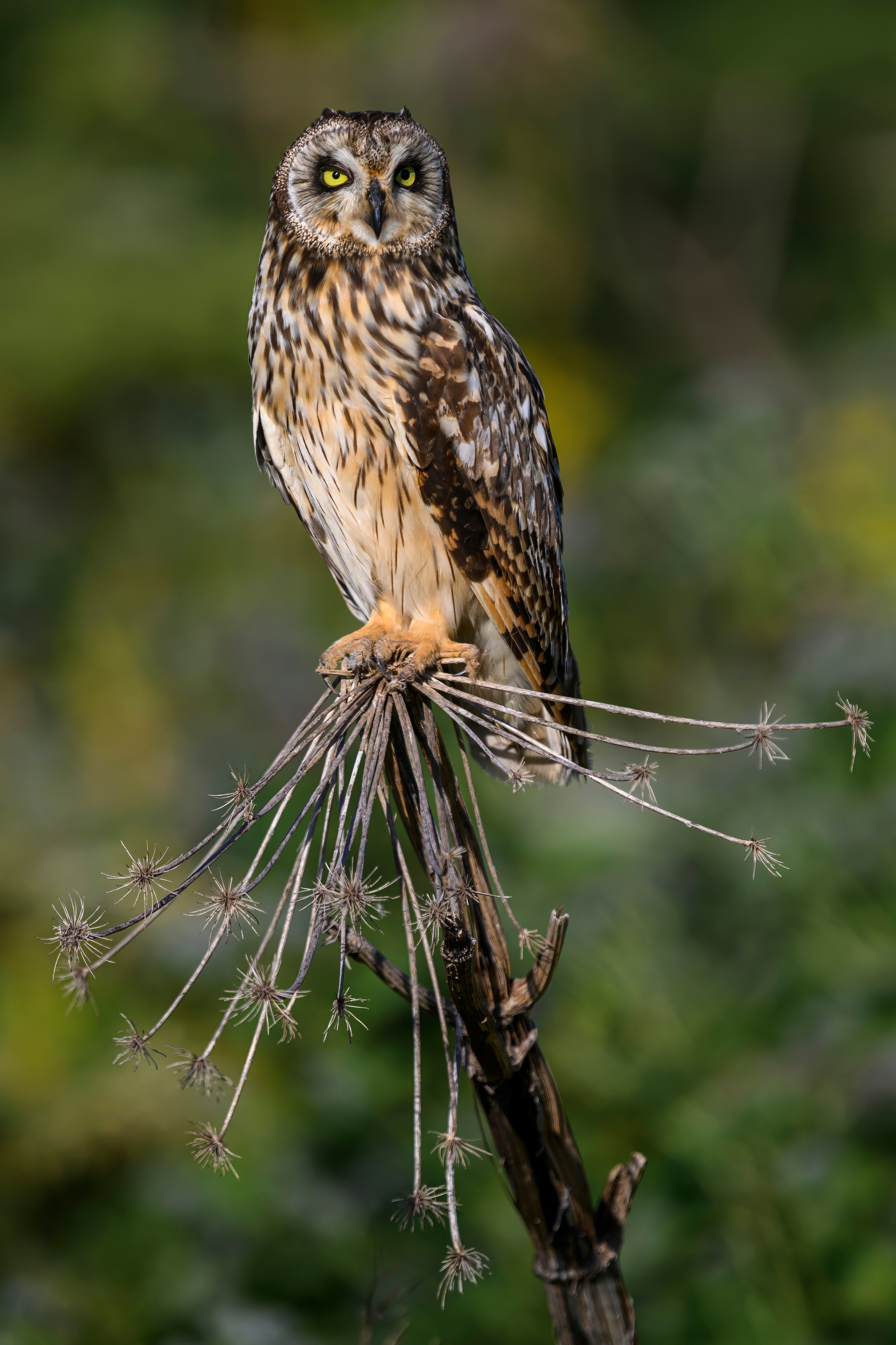 Совы и слетки. Owls and nestlings. Wildlife photography by Sergey Puponin