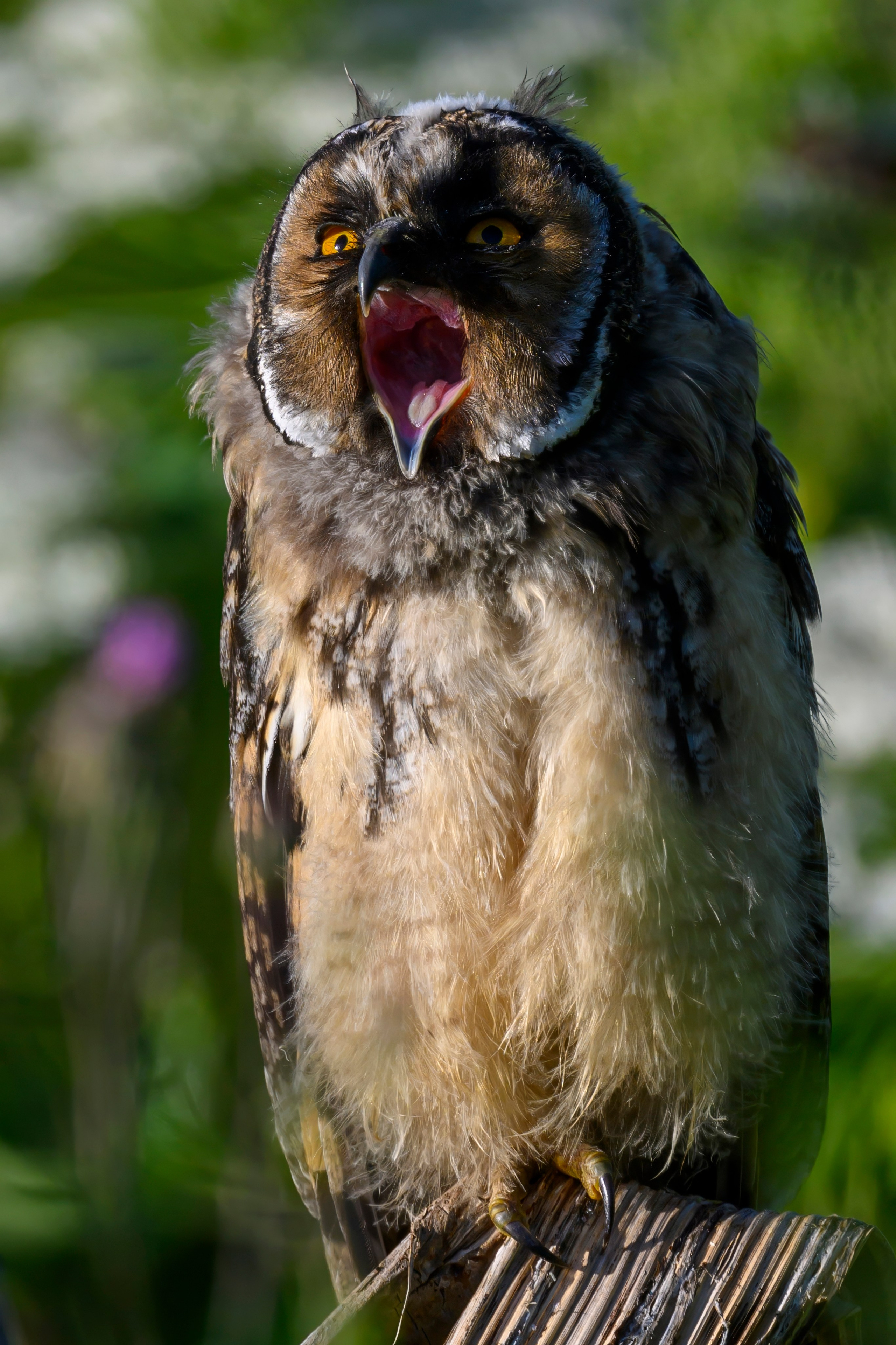 Совы и слетки. Owls and nestlings. Wildlife photography by Sergey Puponin