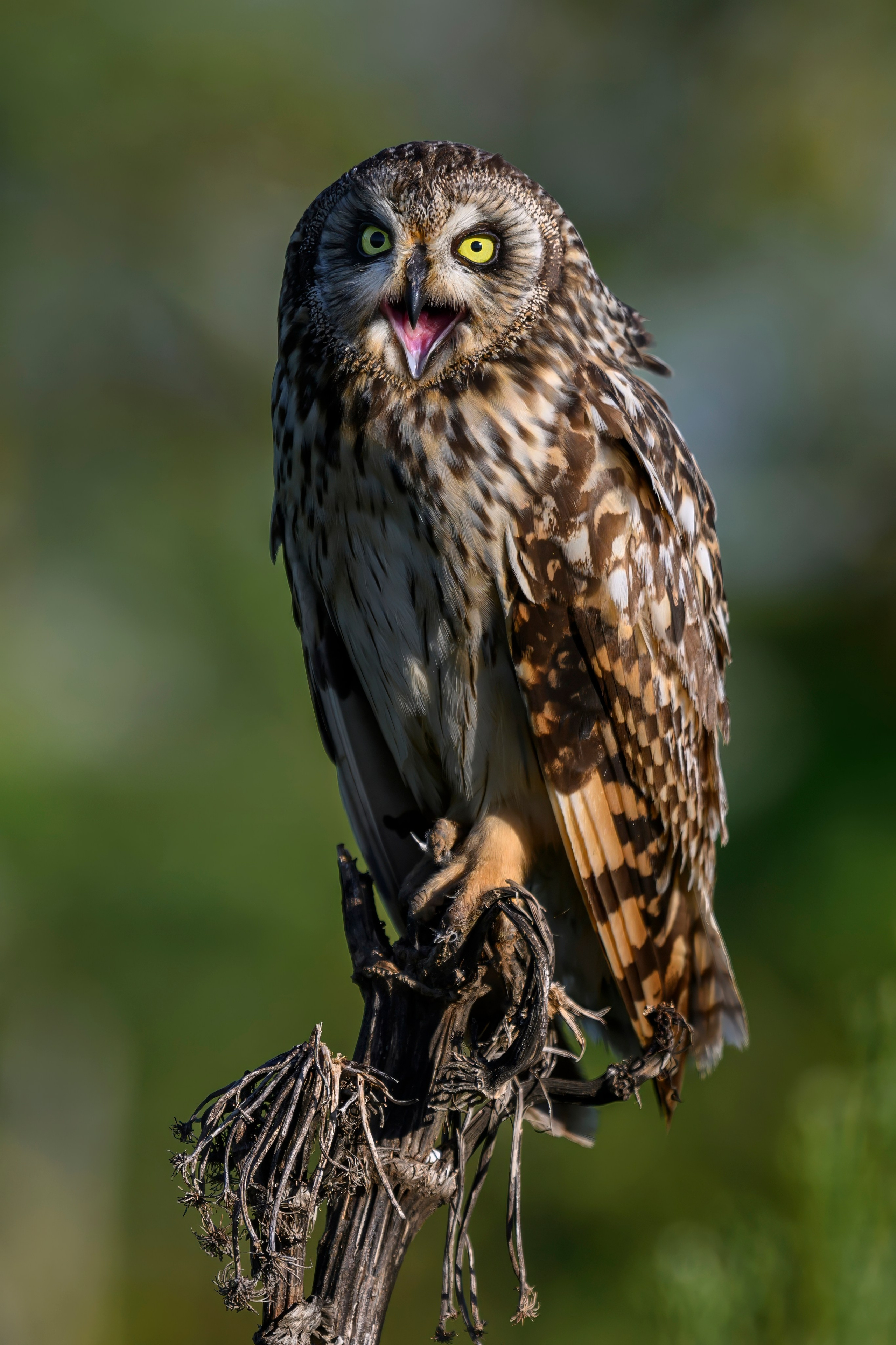 Совы и слетки. Owls and nestlings. Wildlife photography by Sergey Puponin