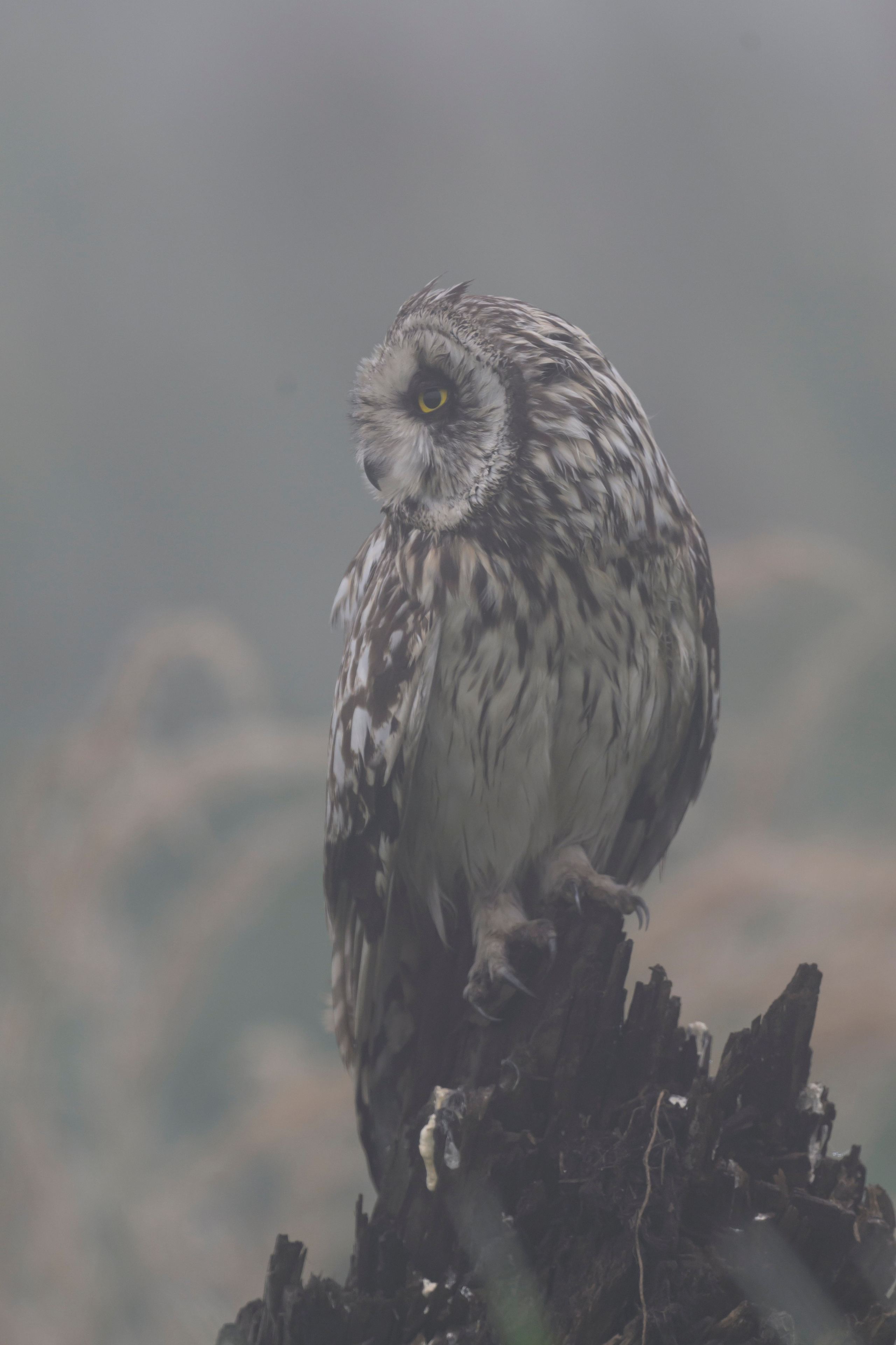 Болотная сова | Short eared owl. Фотограф Сергей Пупонин