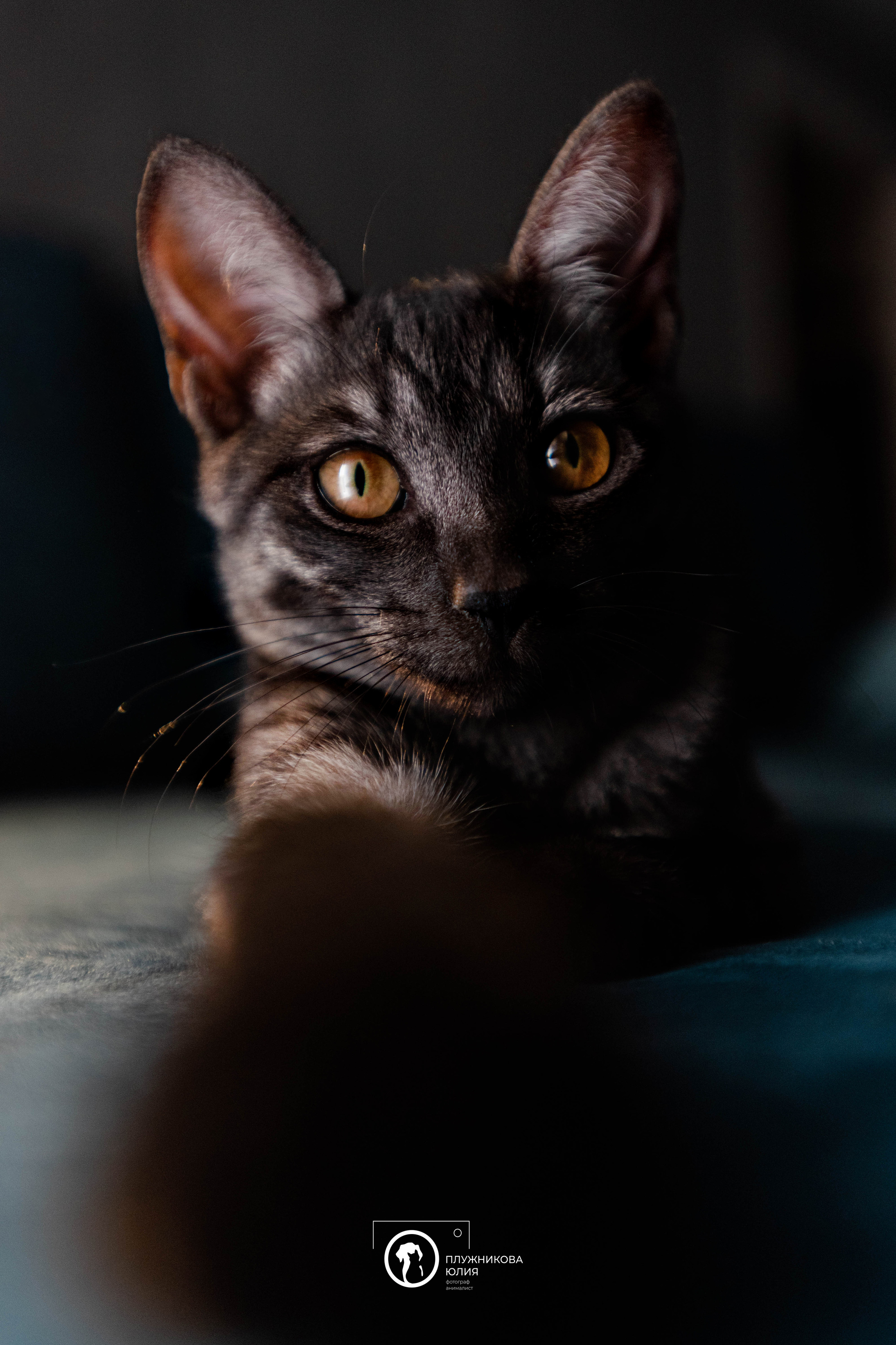 Фотограф — анималист Саратов/Москва|Плужникова Юлия