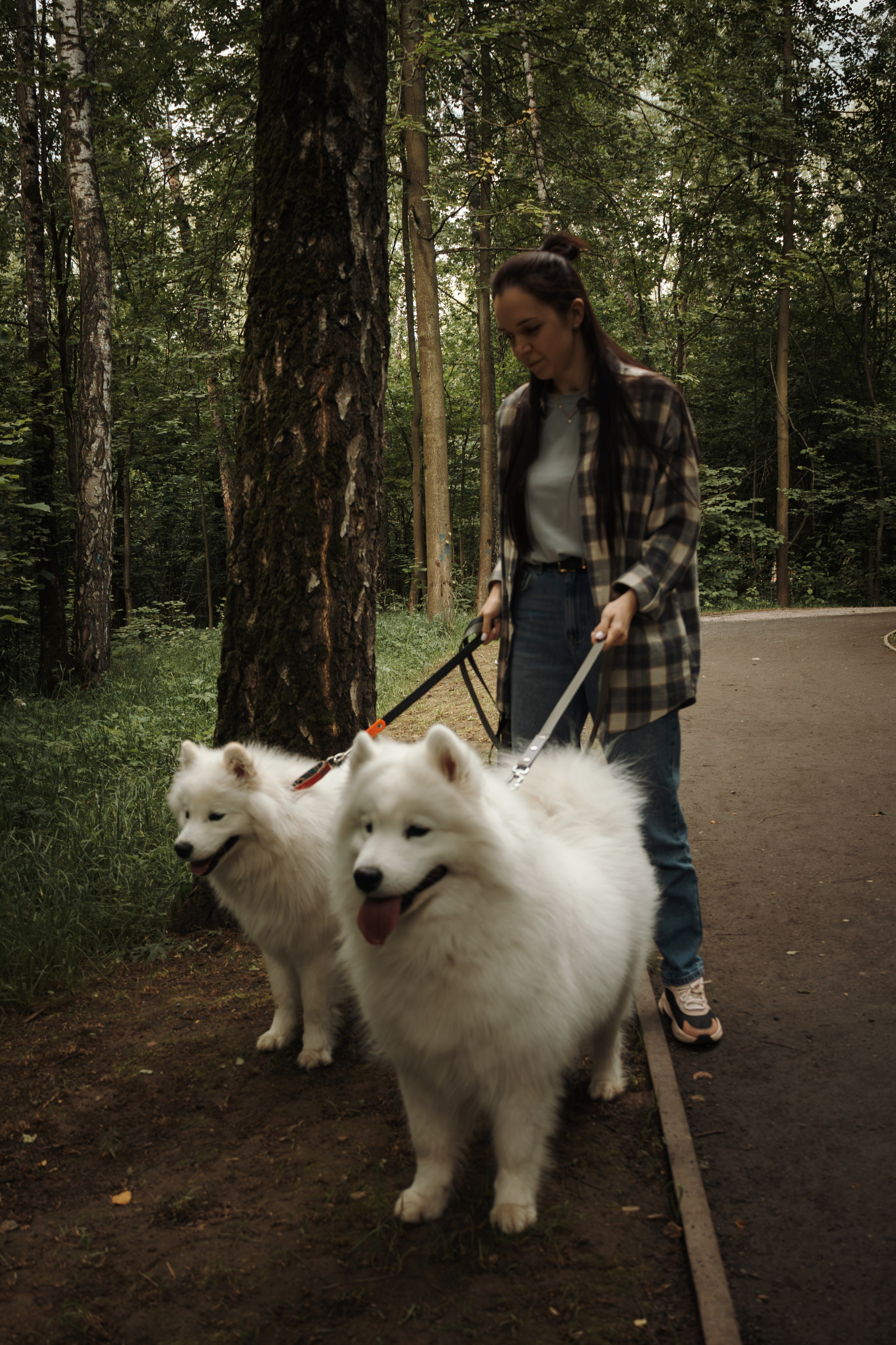 Девушка гуляет с двумя собаками самоедами