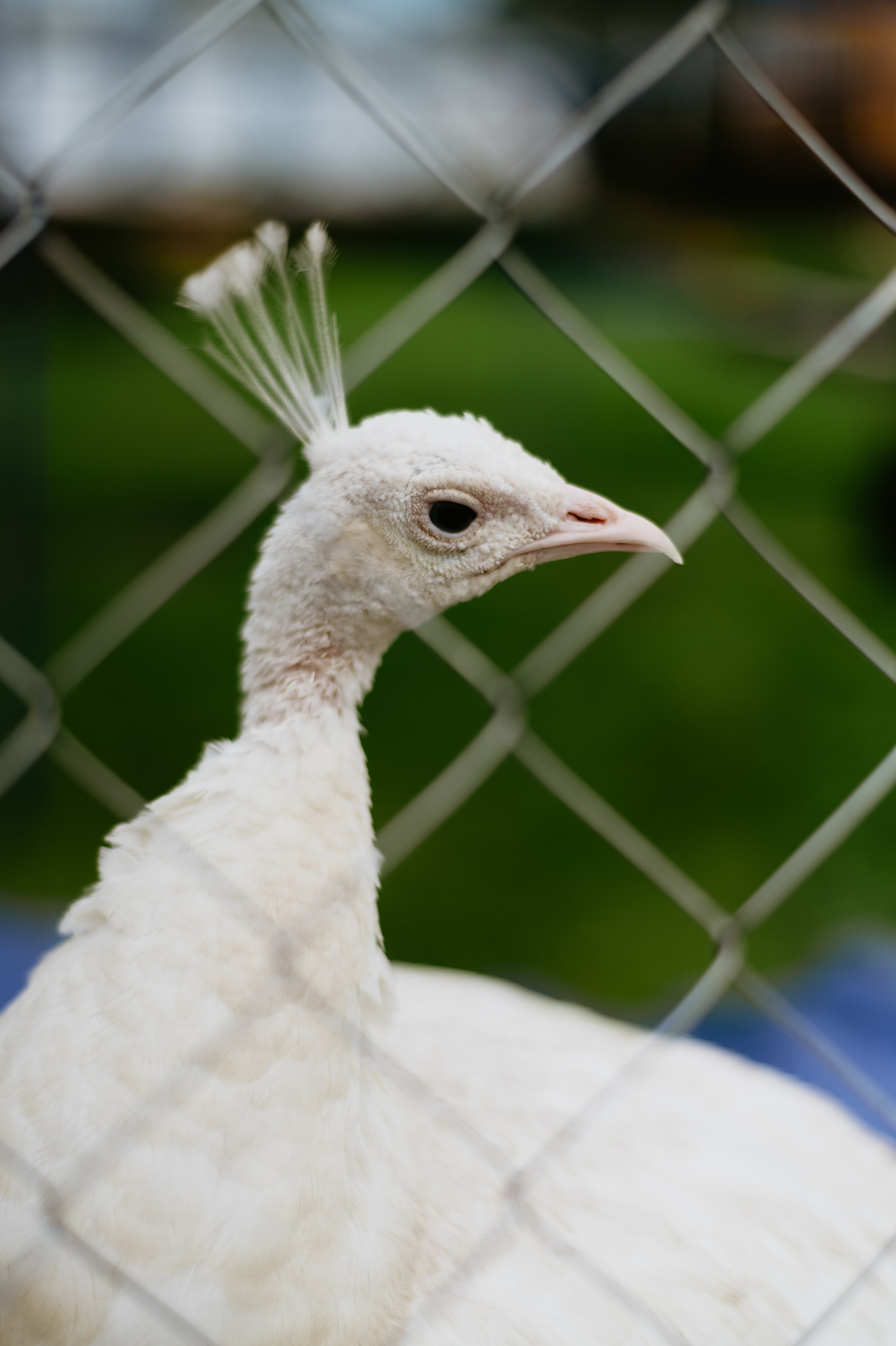 Поездка на Алтай. Часть 5