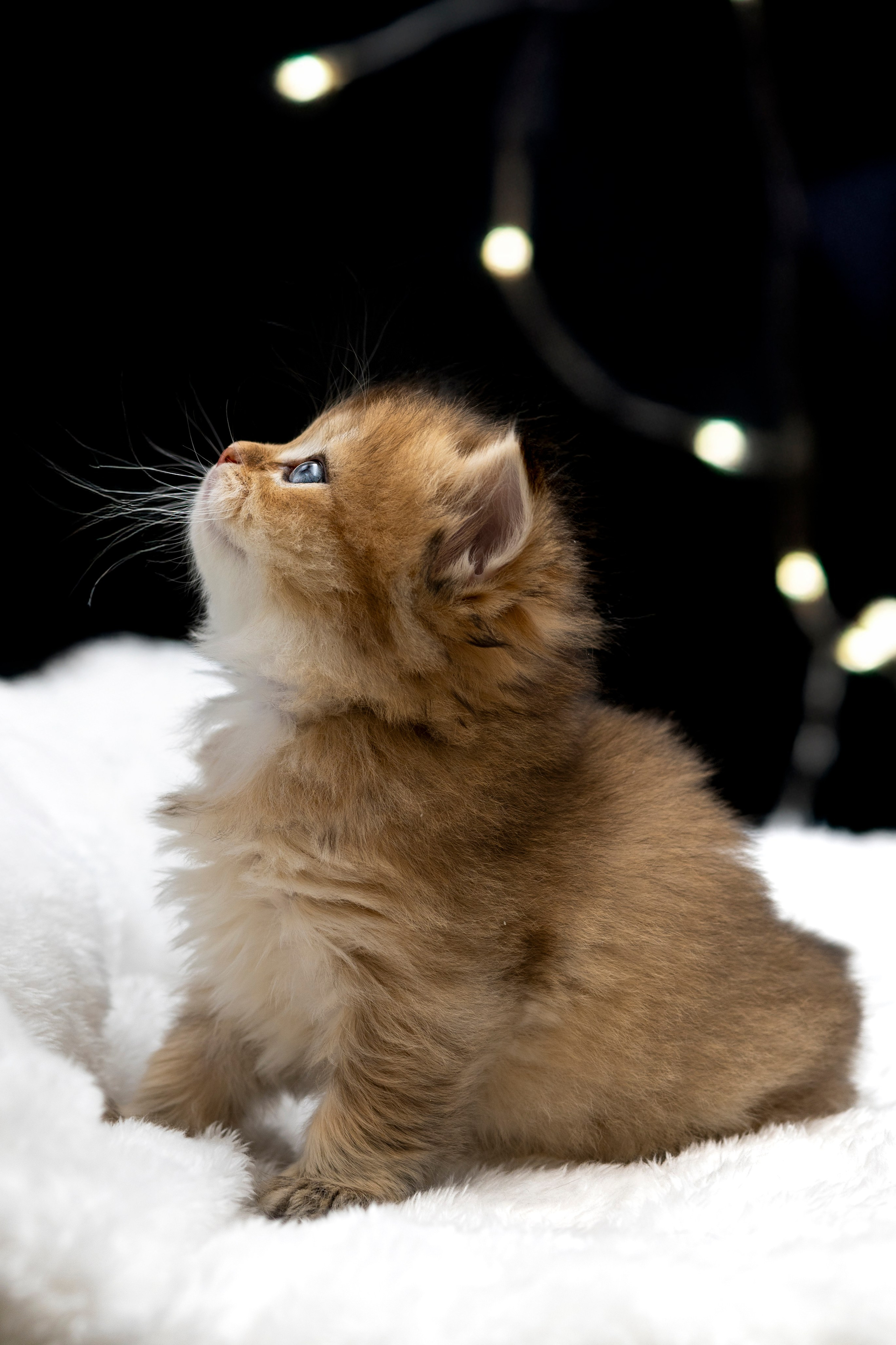 Контакты. Фотограф анималист в Санкт-Петербурге Таша Крейв