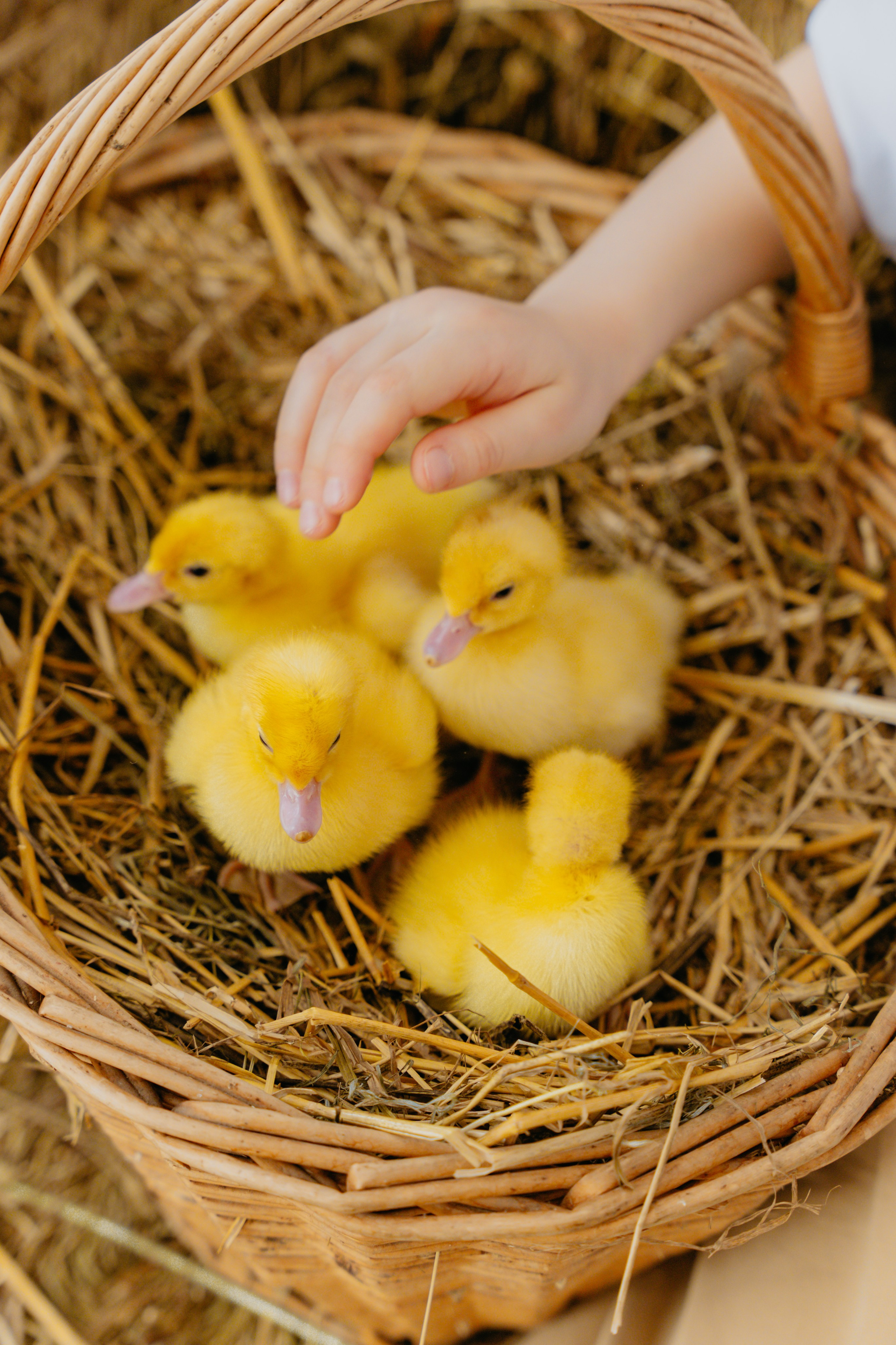 Проект «Счастливая Пасха»