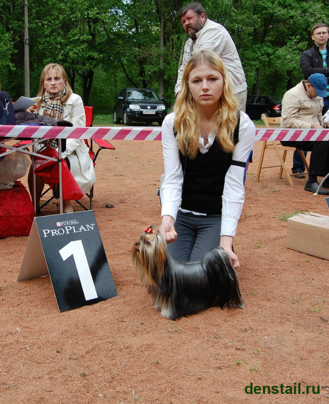 2011-2012 г Результаты выставок. Питомник Йоркширских терьеров Дэнстайл в Санкт-Петербурге заводчик Тих