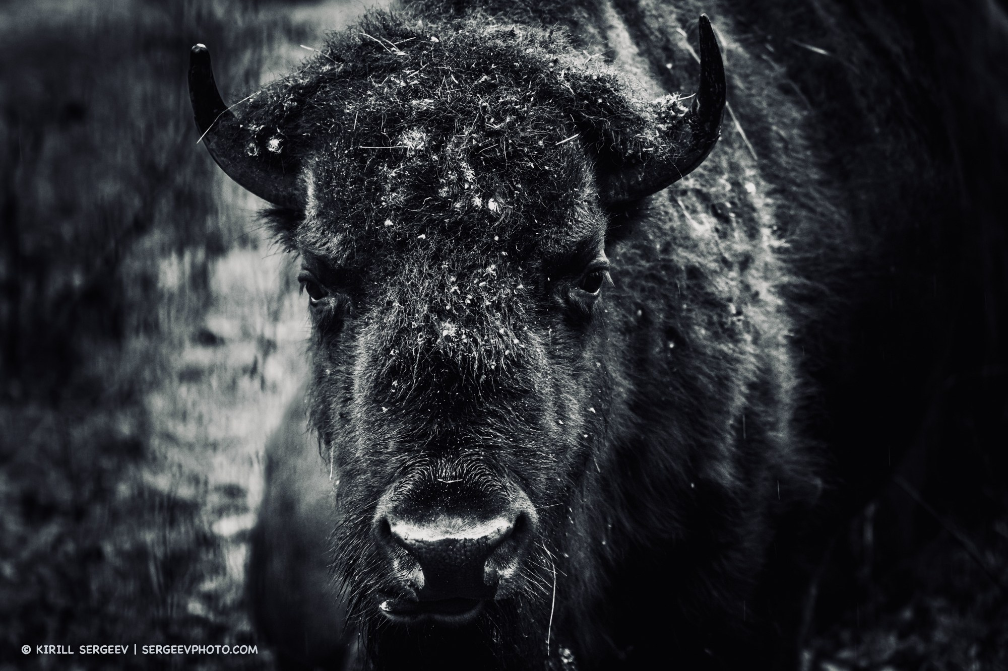 Prioksko-Terrasny Nature Reserve. Photographer Kirill Sergeev | Moscow