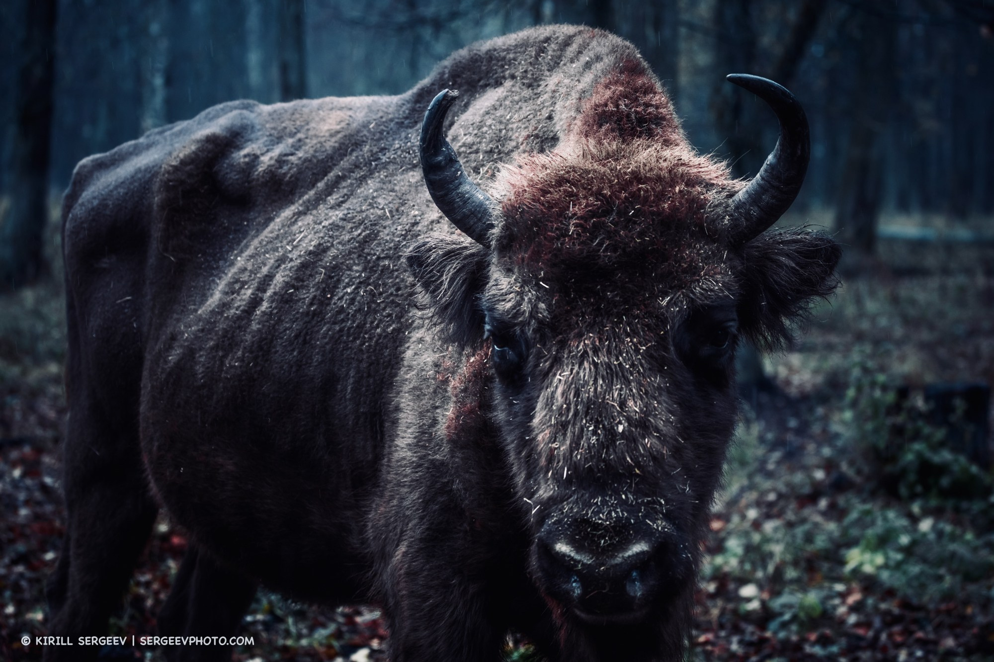 Bison in the Prioksko-Terrasny Nature Reserve. Moscow Region