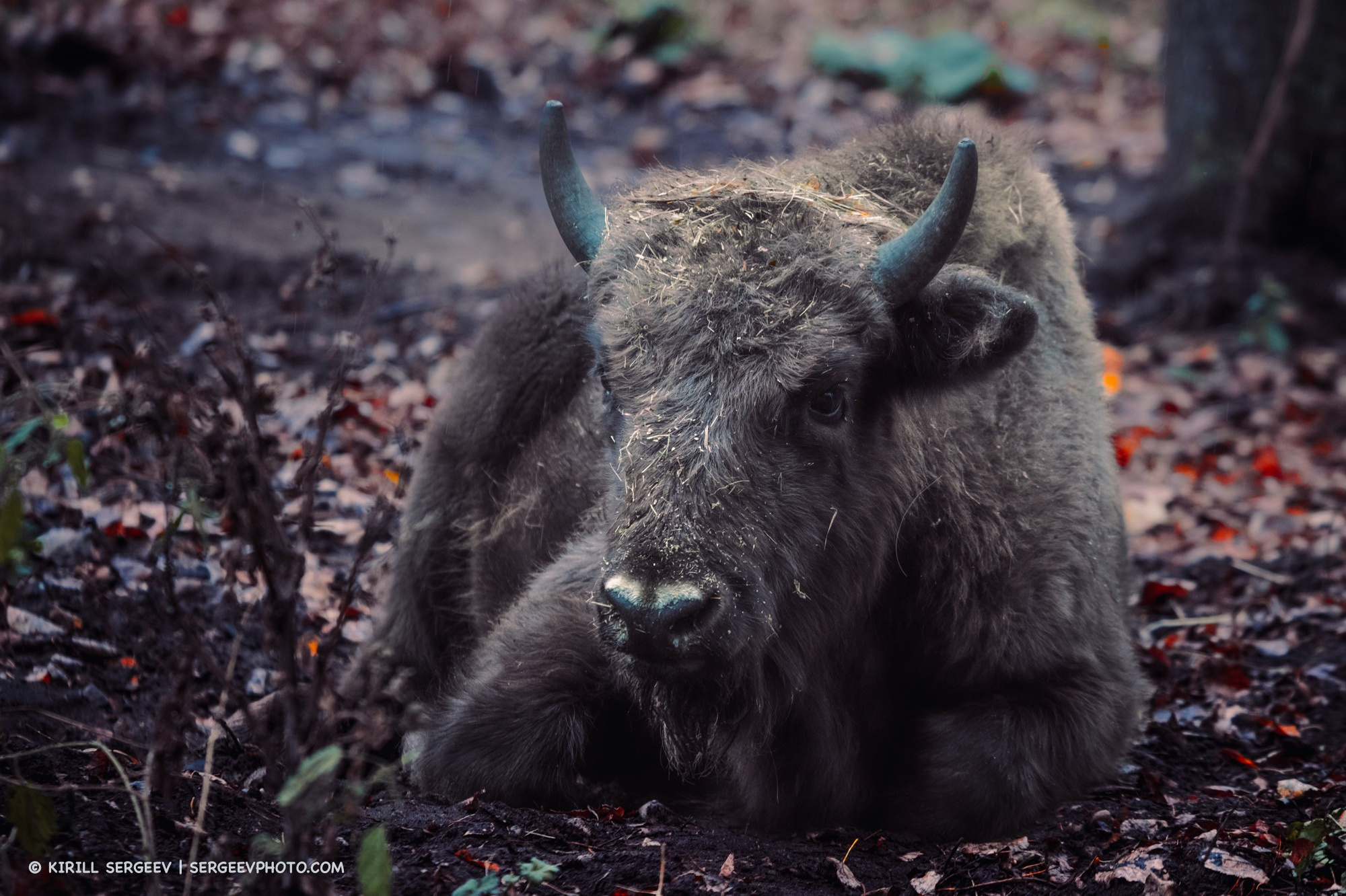 Prioksko-Terrasny Nature Reserve. Photographer Kirill Sergeev | Moscow