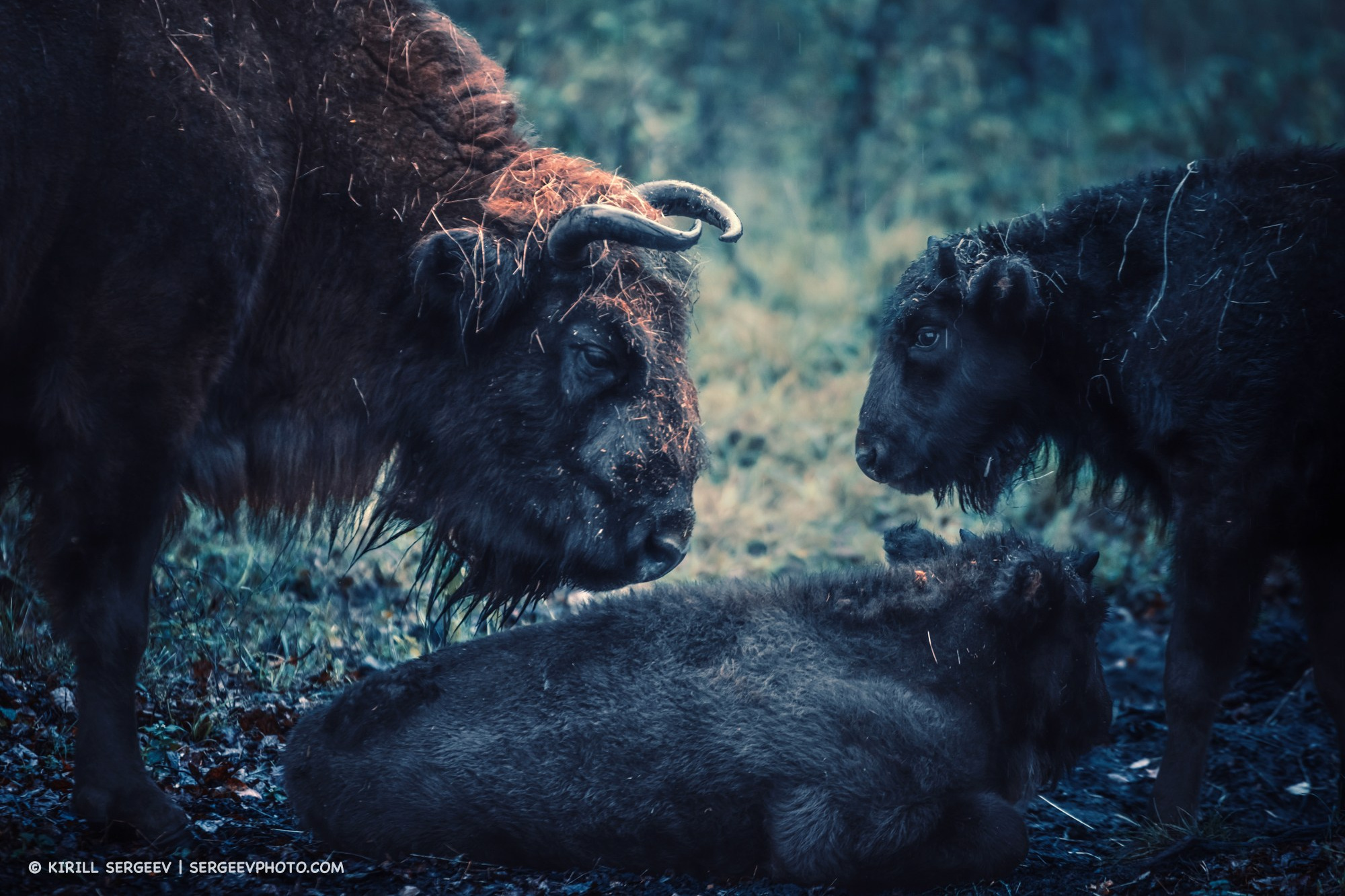 Prioksko-Terrasny Nature Reserve. Photographer Kirill Sergeev | Moscow