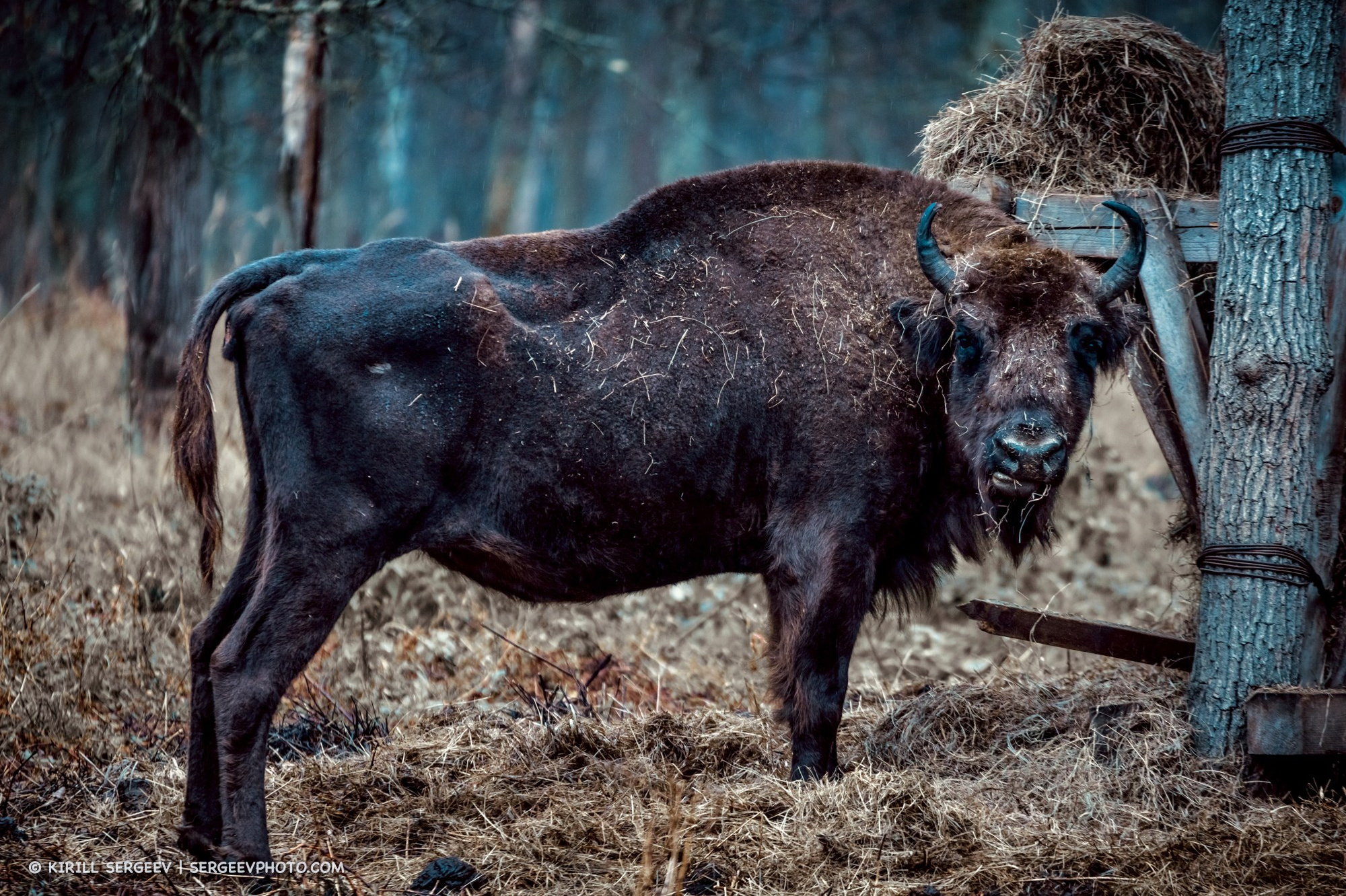 Bison in the Prioksko-Terrasny Nature Reserve. Moscow Region