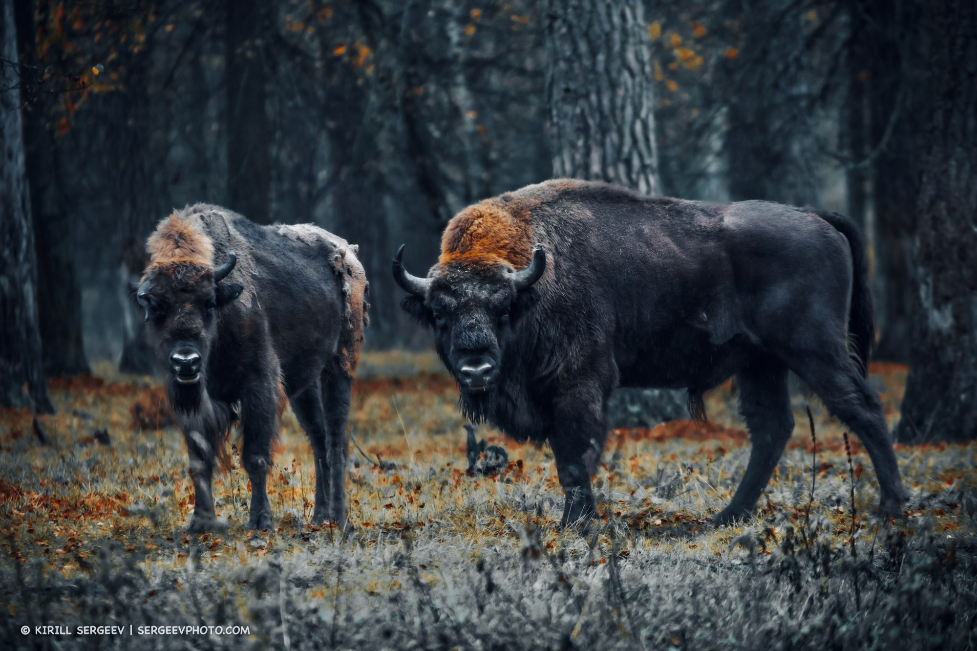 Bisons in the Prioksko-Terrasny Nature Reserve. Moscow Region