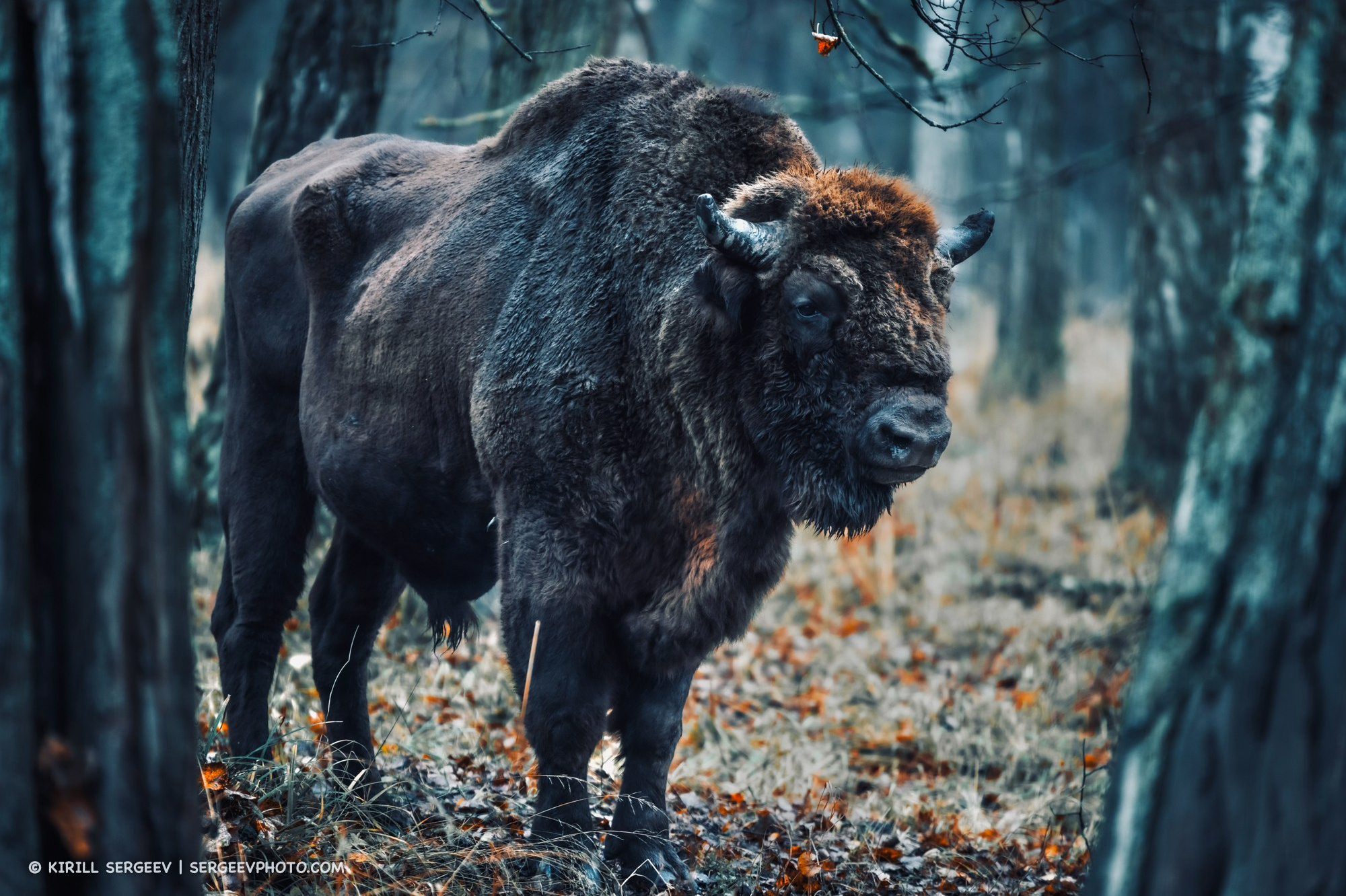 Bison in the Prioksko-Terrasny Nature Reserve. Moscow Region