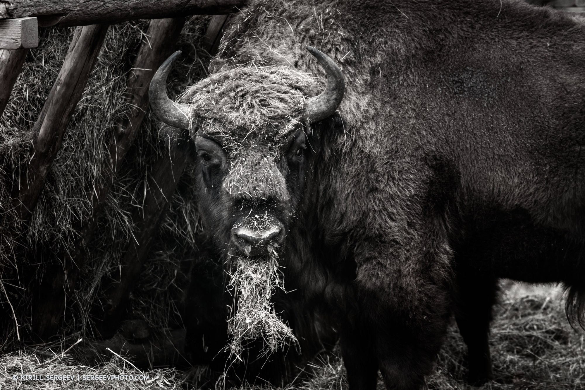 Bison in the Prioksko-Terrasny Nature Reserve. Moscow Region