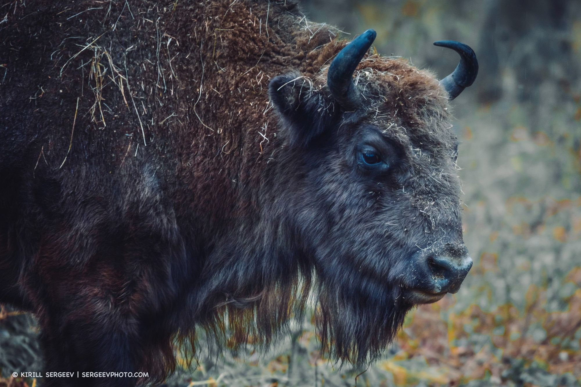 Bison in the Prioksko-Terrasny Nature Reserve. Moscow Region
