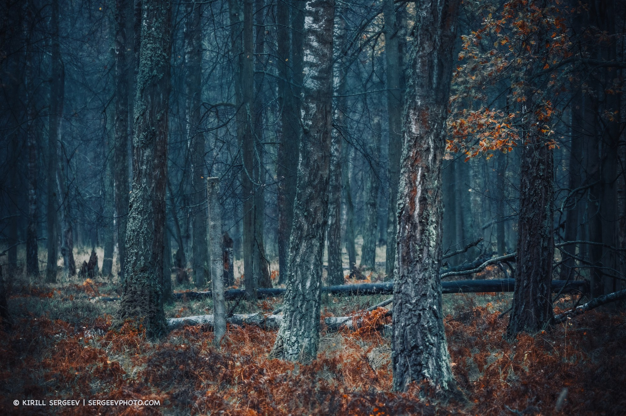 Prioksko-Terrasny Nature Reserve. Moscow Region