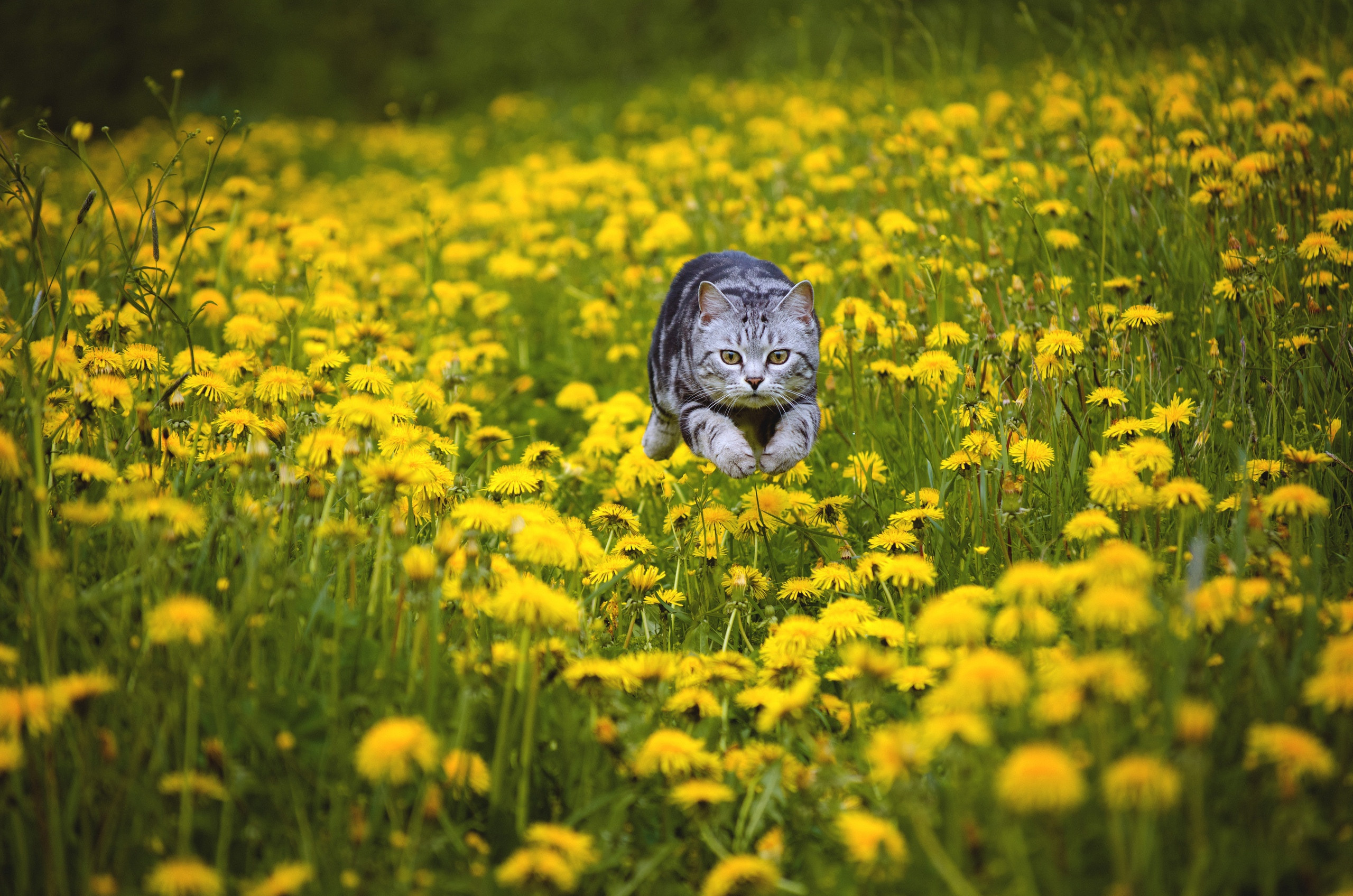 Лето, котэ и одуванчики. Детский и семейный фотограф в Мурманске Надежда Веденеева