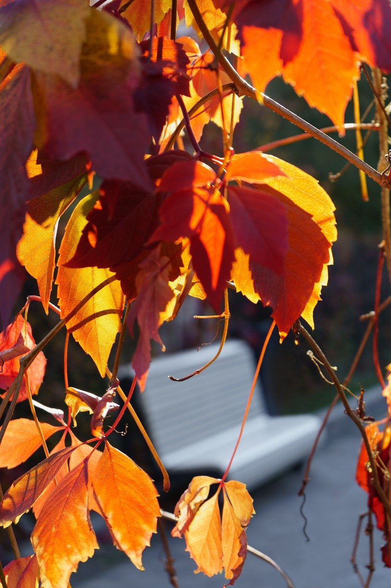 Мой «Цвет в кадре». Фотохудожник в Москве Виктория Лаврова Искусство авторской фотографии для Вас