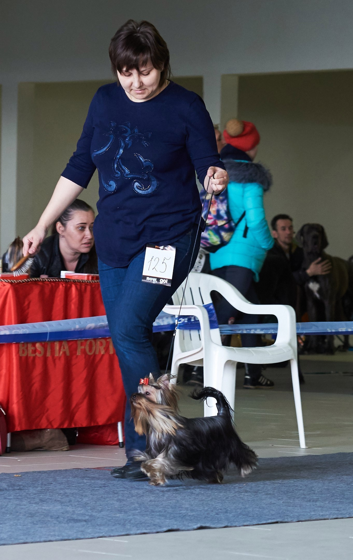 МАЙ СИЛЬВЕР ФРЕНД СЭЛФИ. Питомник Йоркширских терьеров Дэнстайл в Санкт-Петербурге заводчик Тих