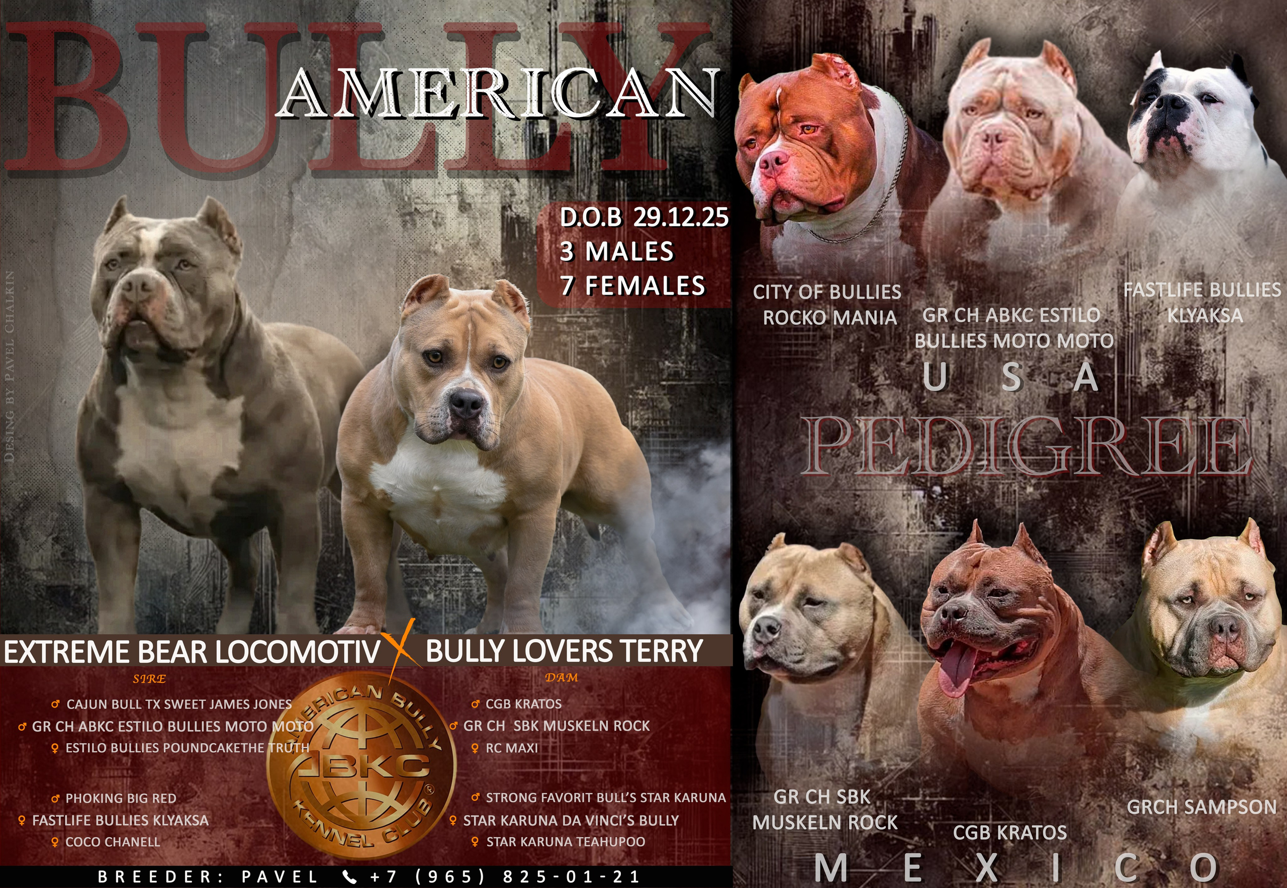 Щенки Американский булли в типе Стандарт, American Bully с ДР 29.12.25. Американский Булли в г. Ростов-на-Дону. Питомник THE POWER OF SIBERIA