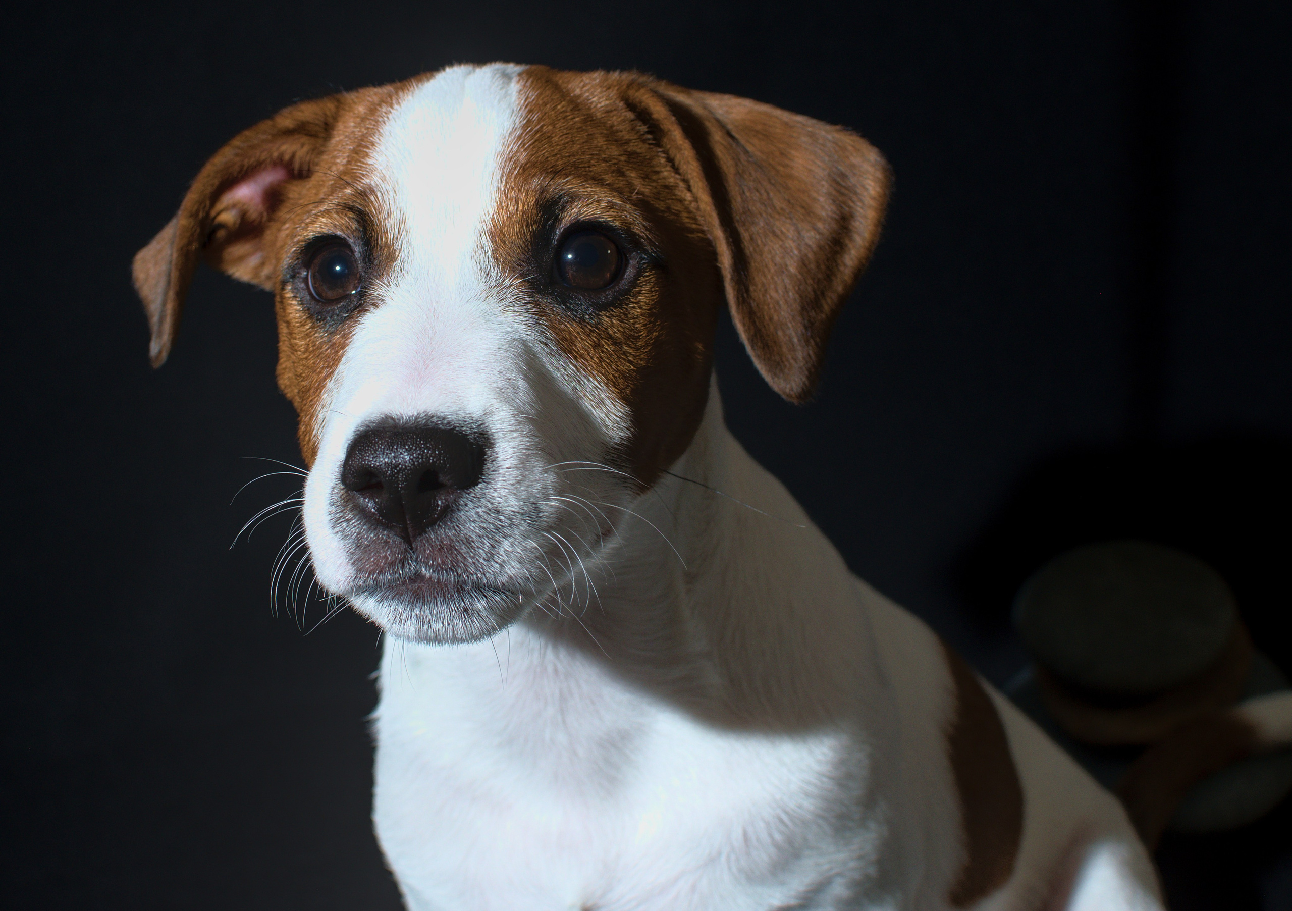 Коротко об джекк- рассел терьер. Фотограф анималист, пейзажист, спортивные мероприятия. Новосибирск